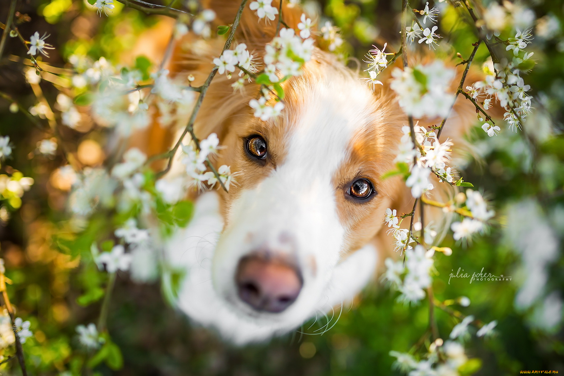 животные, собаки, собака, взгляд, друг