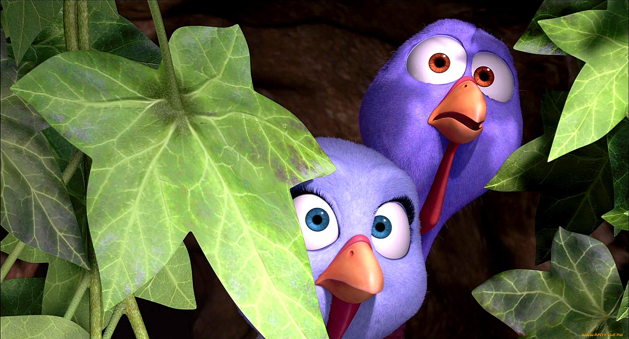 мультфильмы, free, birds, птица, листья, двое, индюк