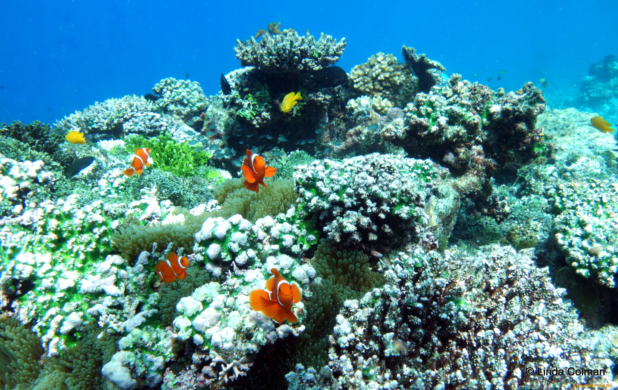 животные, рыбы, рыба, каралы, море