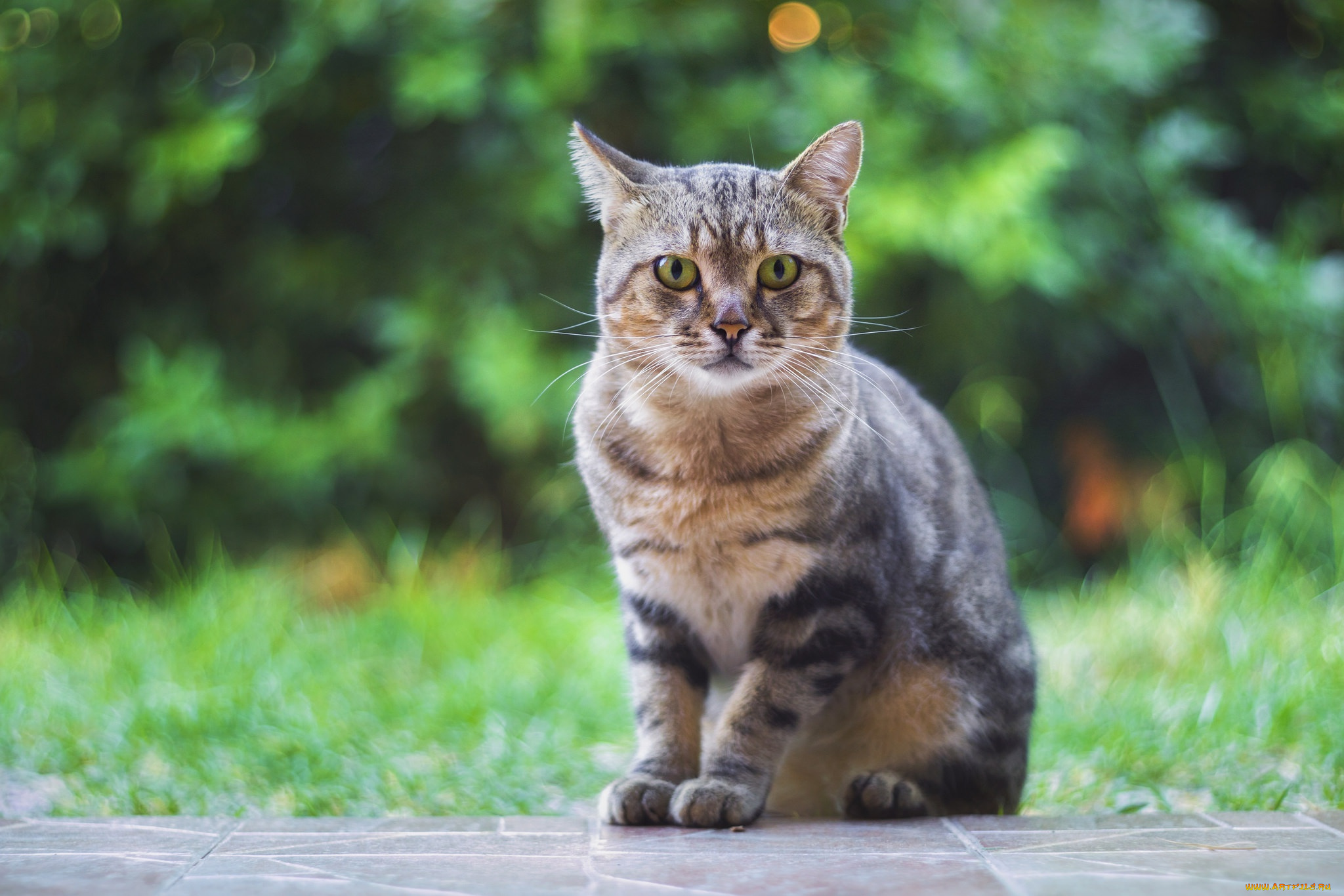 животные, коты, котейка, взгляд, фон