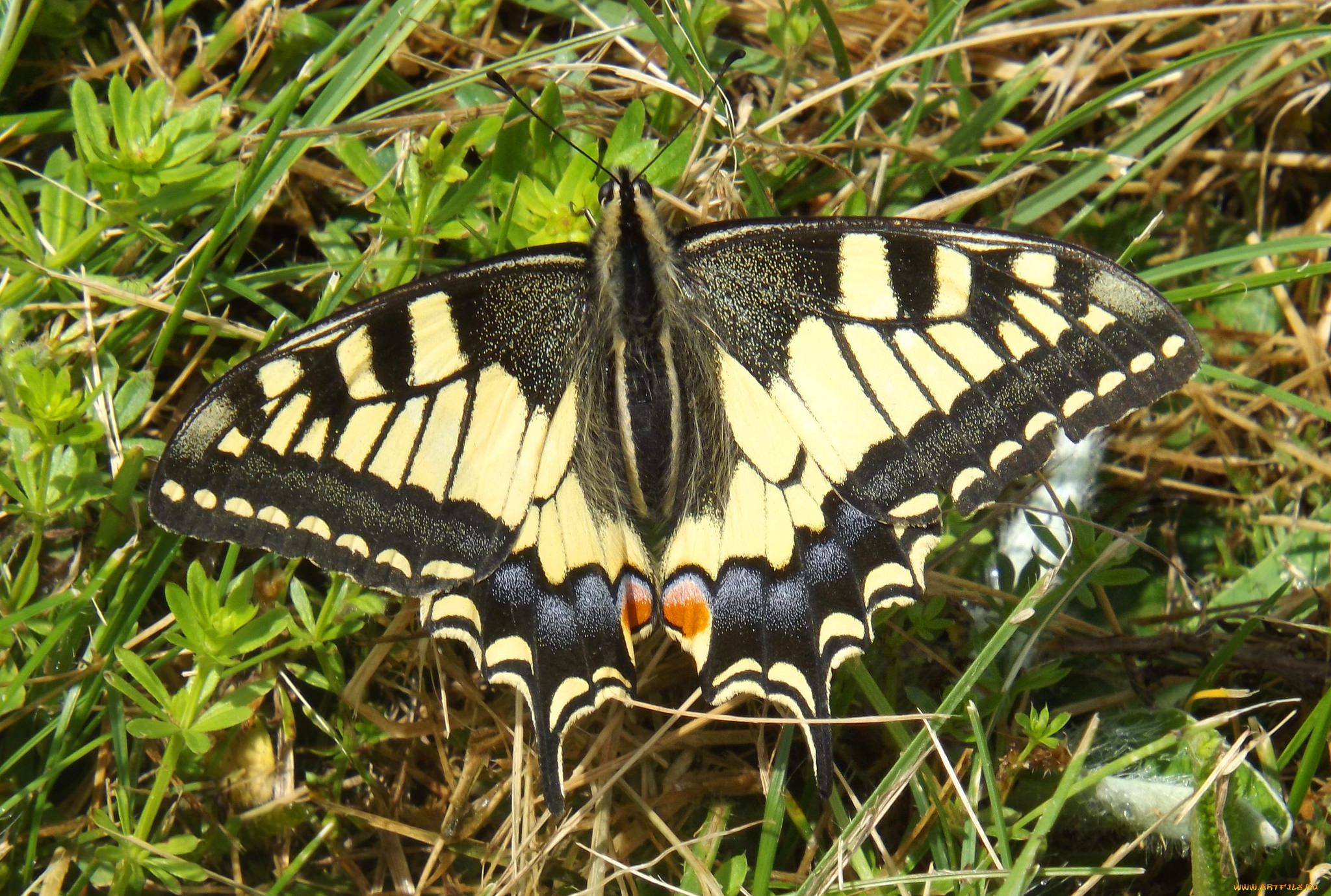 животные, бабочки, , мотыльки, , моли, бабочка