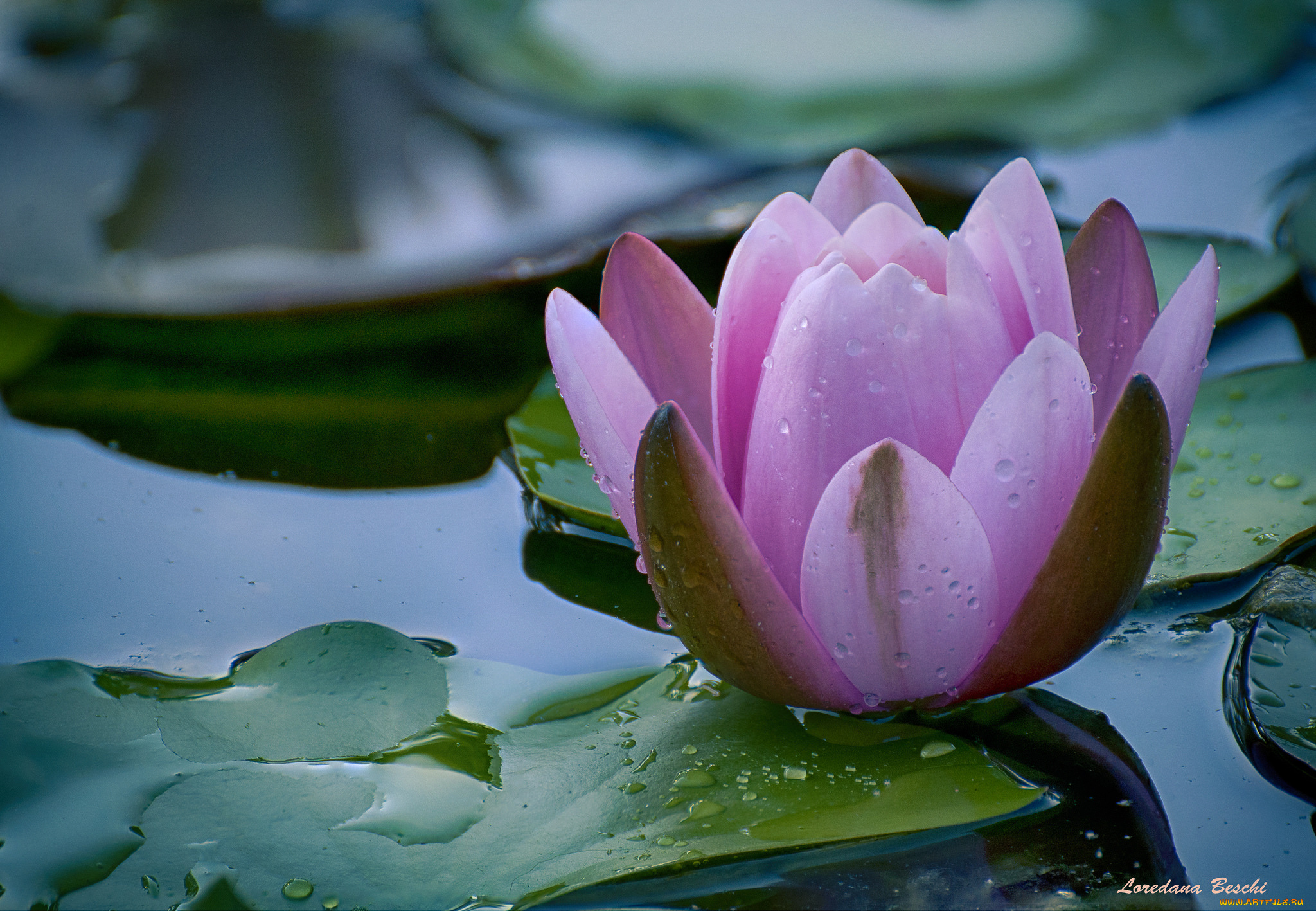 цветы, лилии, водяные, , нимфеи, , кувшинки, кувшинка, листья, природа, вода, цветение