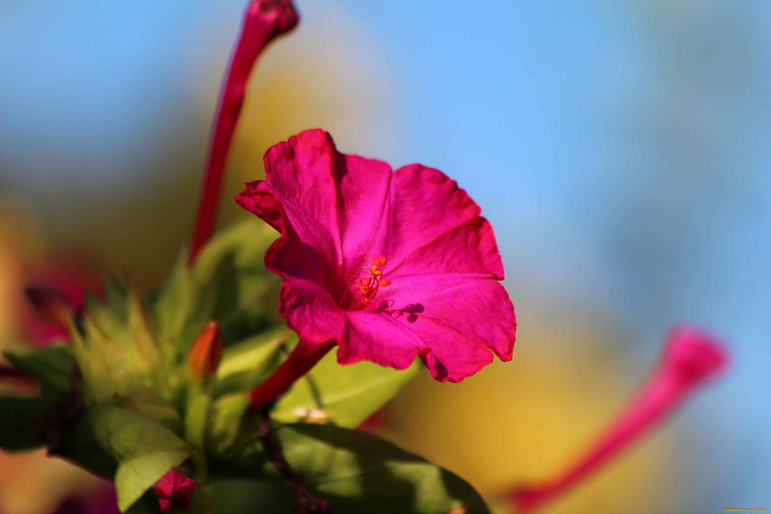 цветы, мирабилис, , ночная, красавица, цветение, природа, мирабилис, лето, красота, красиво, дача
