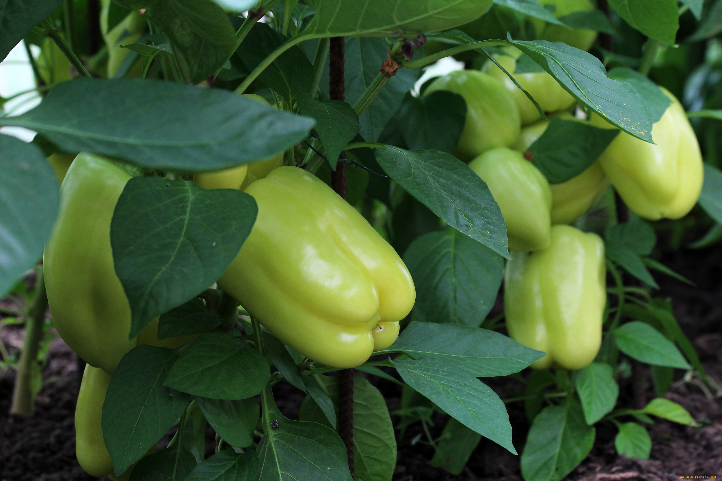 природа, урожай, теплица, перец, болгарский, овощи, вкусно, дача, красота, лето