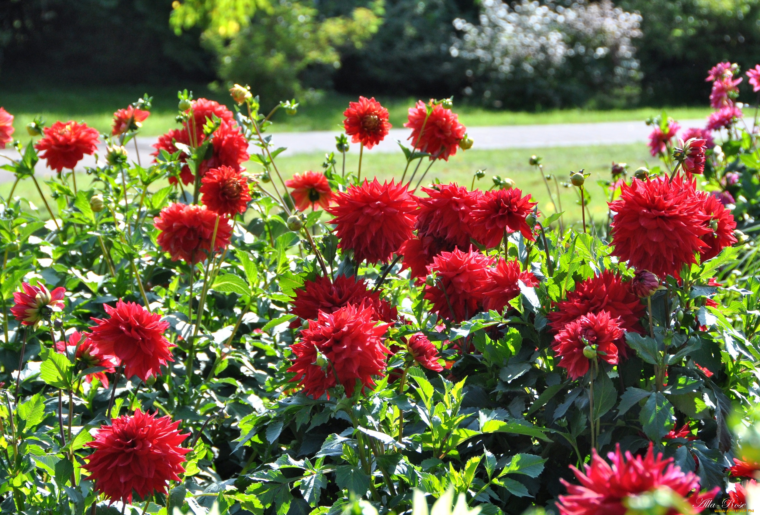 цветы, георгины, лепестки, бутоны, георгин, цветение