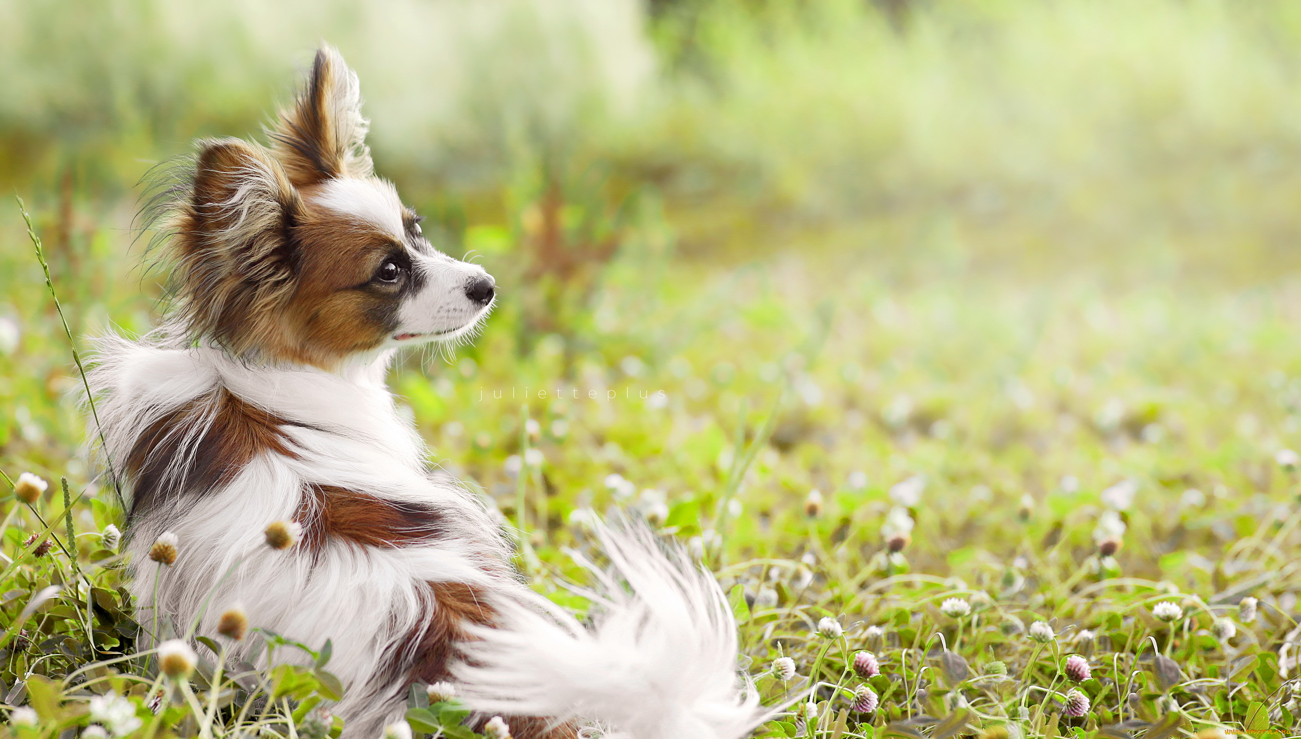 животные, собаки, друг, лето, взгляд, собака