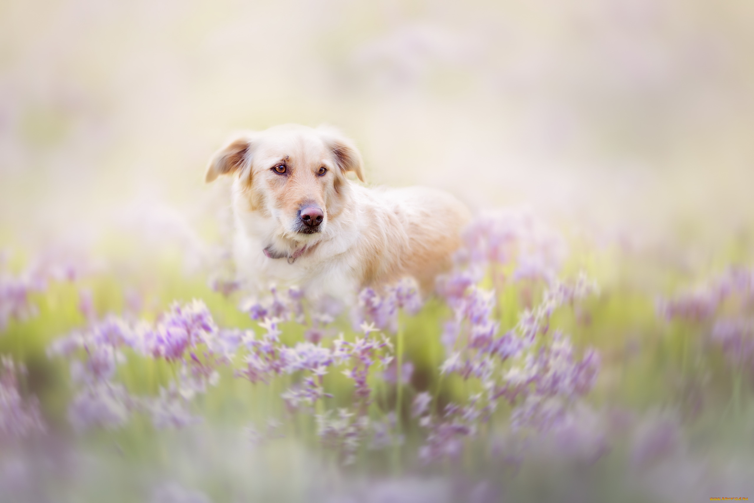 животные, собаки, друг, взгляд, лето, собака