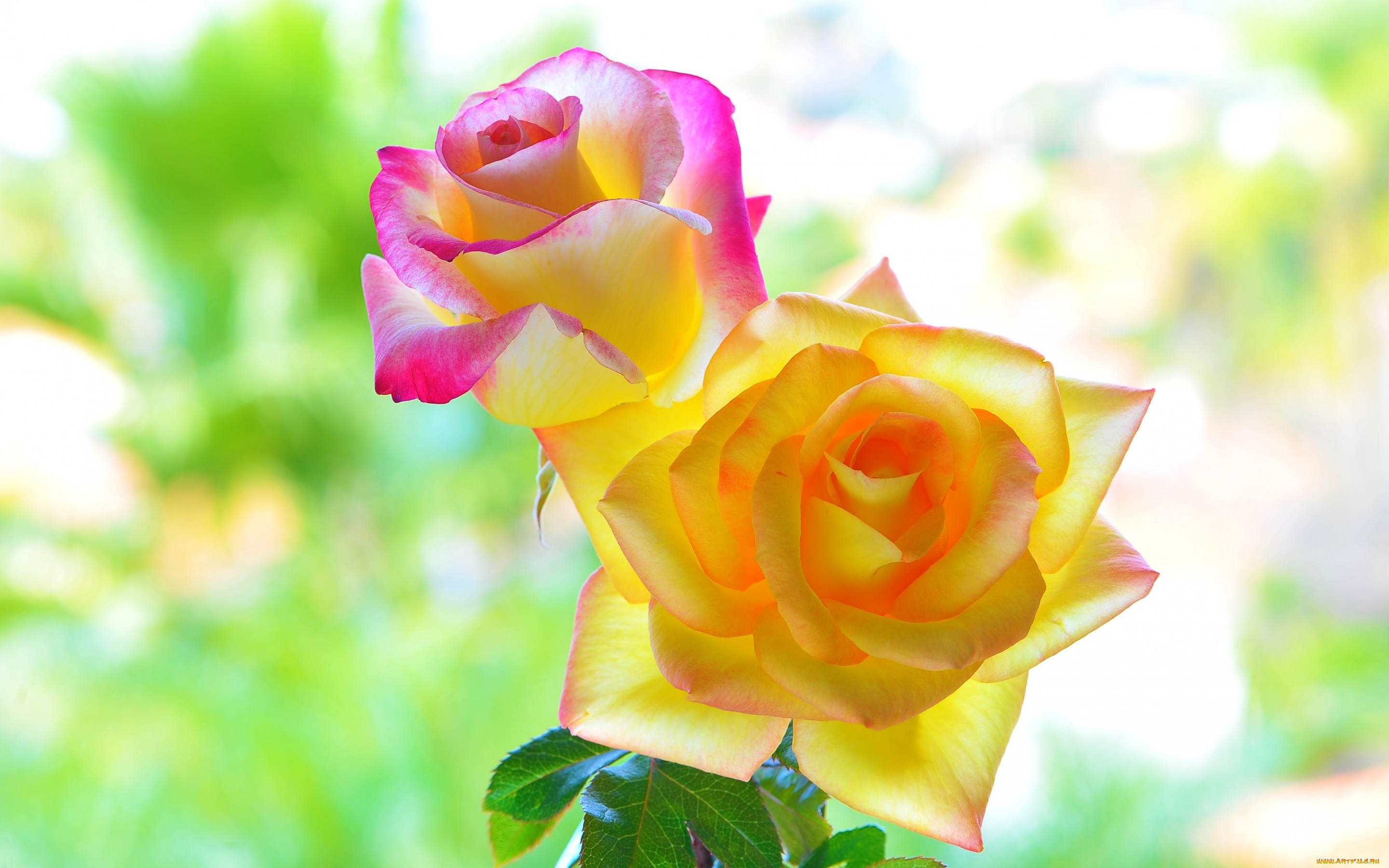 цветы, розы, макро, фон, лепестки, цвета