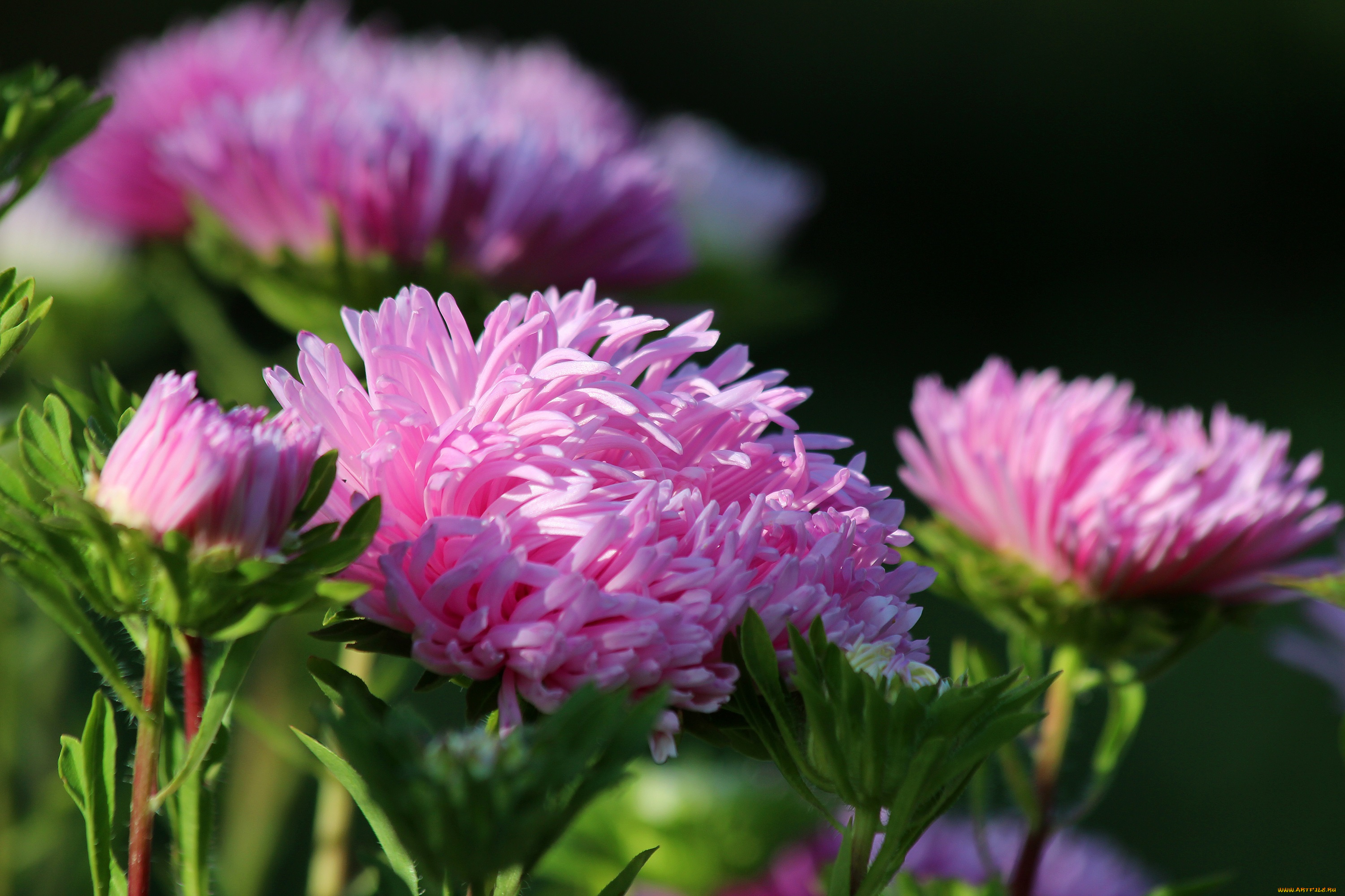 цветы, астры, красиво, цветение, дача, природа, лето, красота