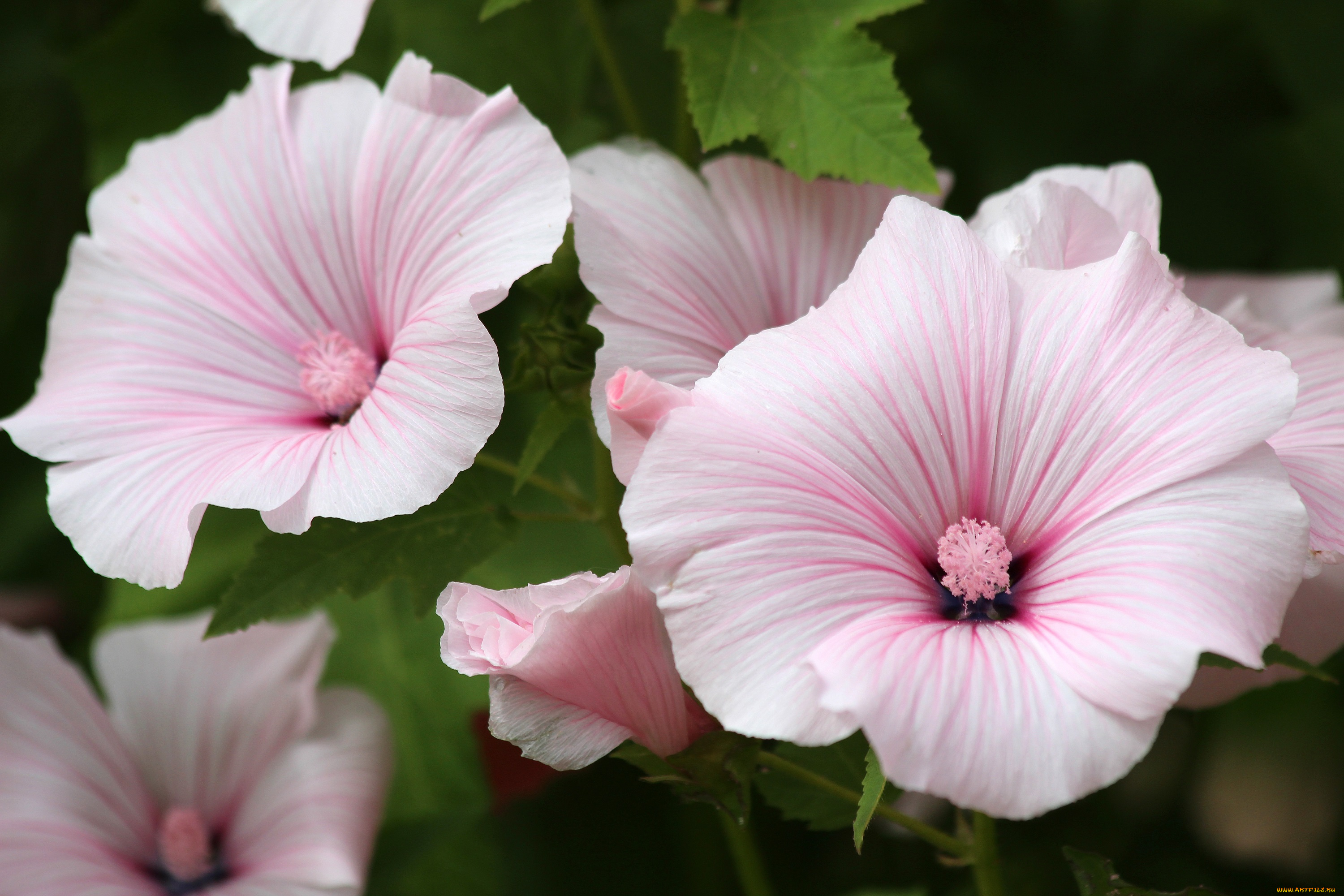 цветы, лаватера, природа, лето, красота, красиво, дача, цветение