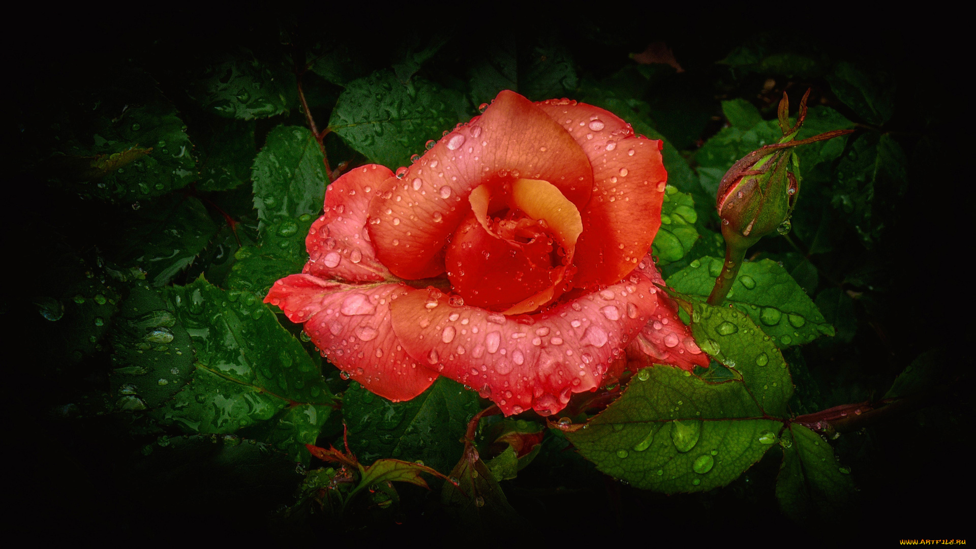 цветы, розы, капли