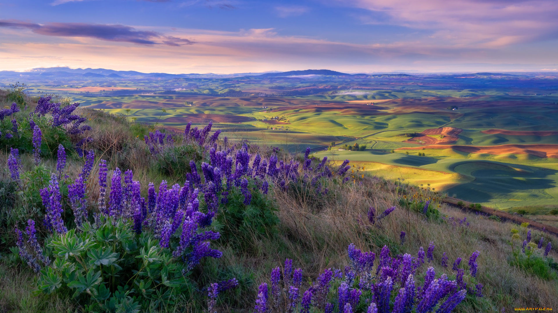 природа, луга, простор