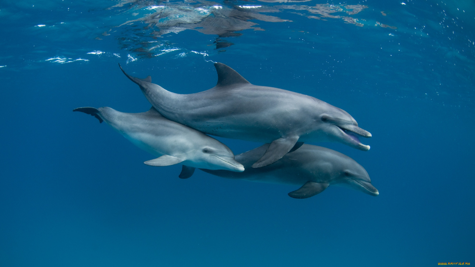 животные, дельфины