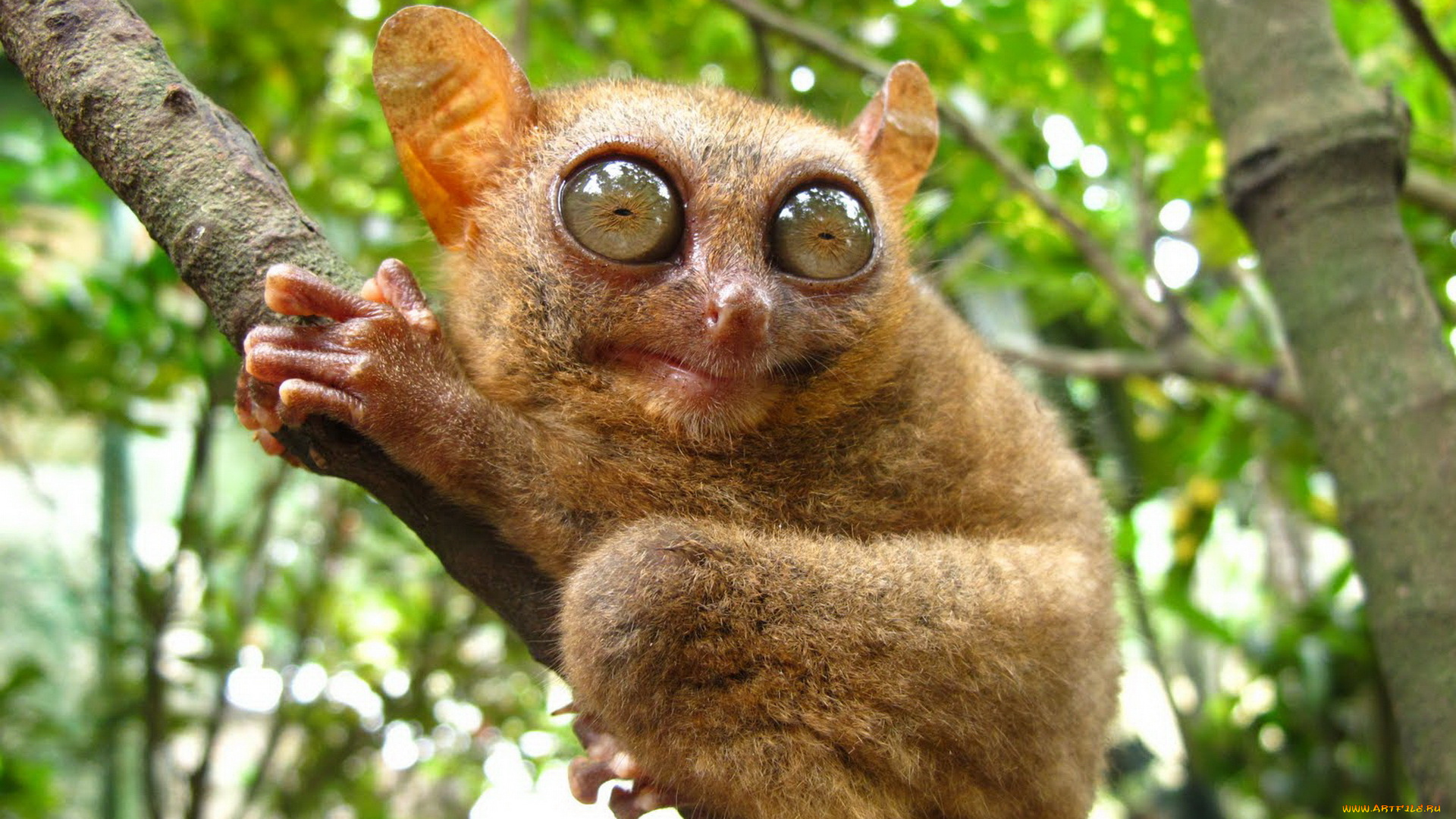 животные, долгопяты, дерево, лемур