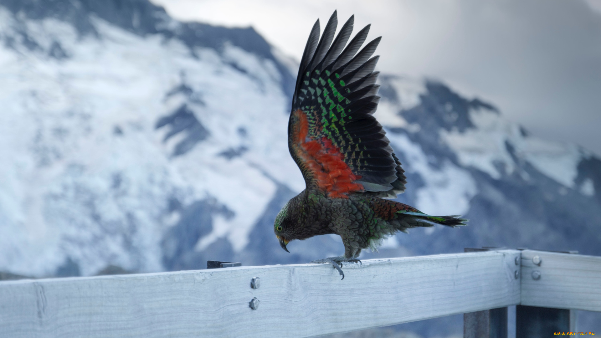 животные, попугаи, попугай