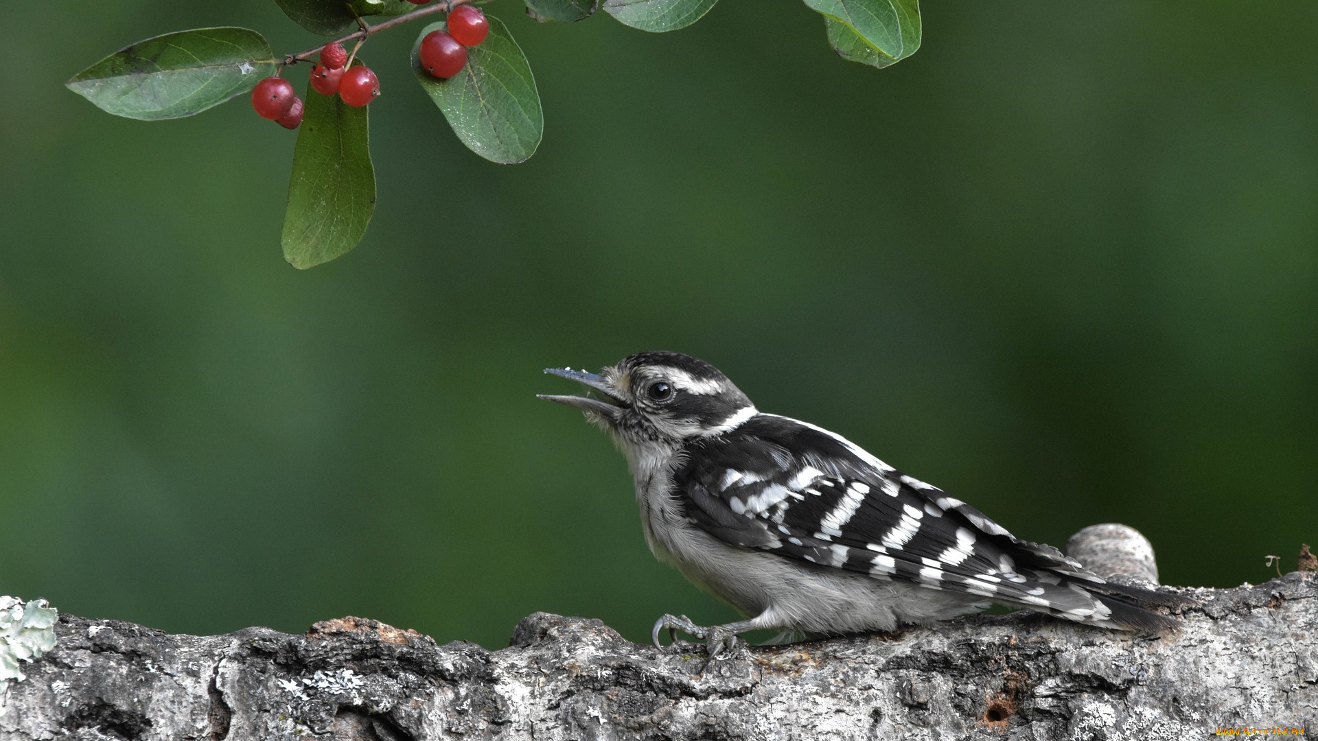 животные, птицы, птица