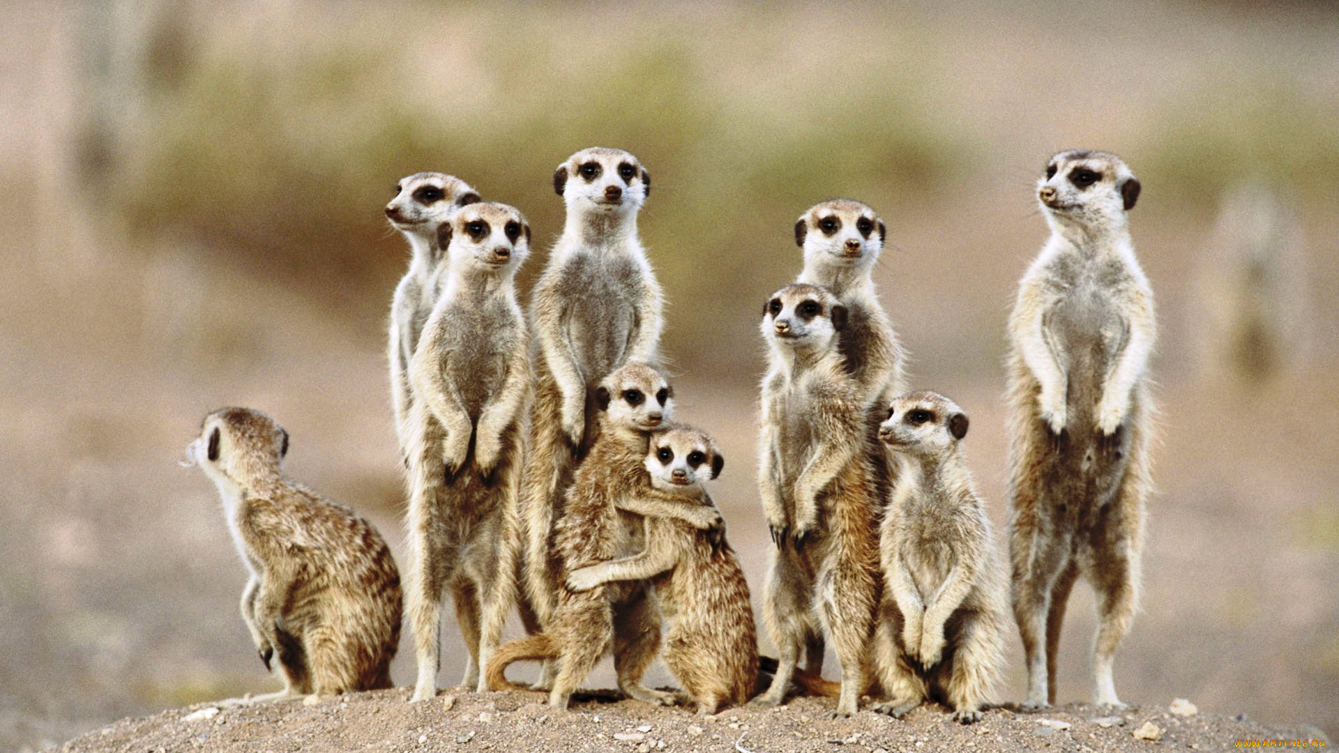 животные, сурикаты, семья