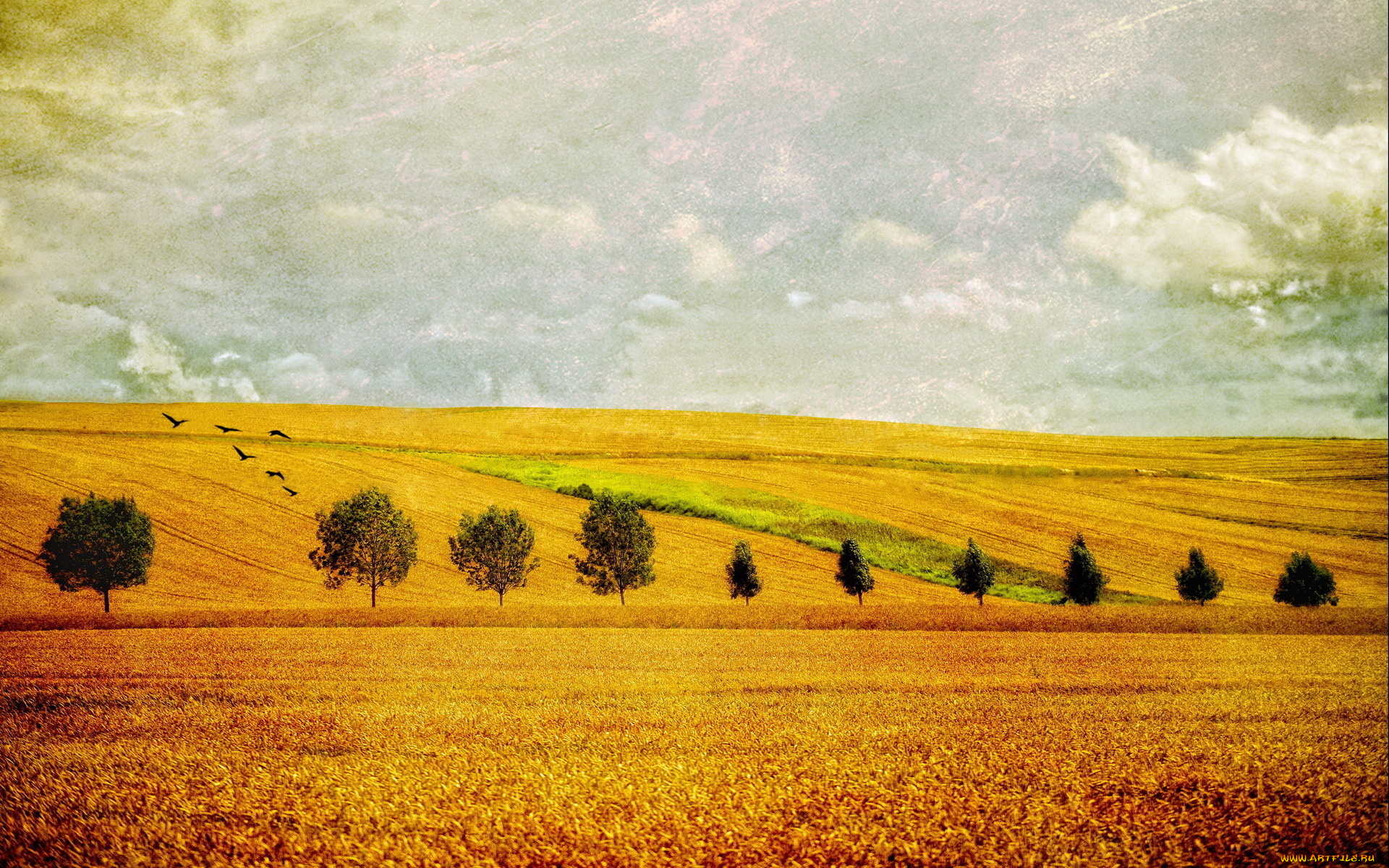 разное, компьютерный, дизайн, тучи, небо, деревья, поле, птицы