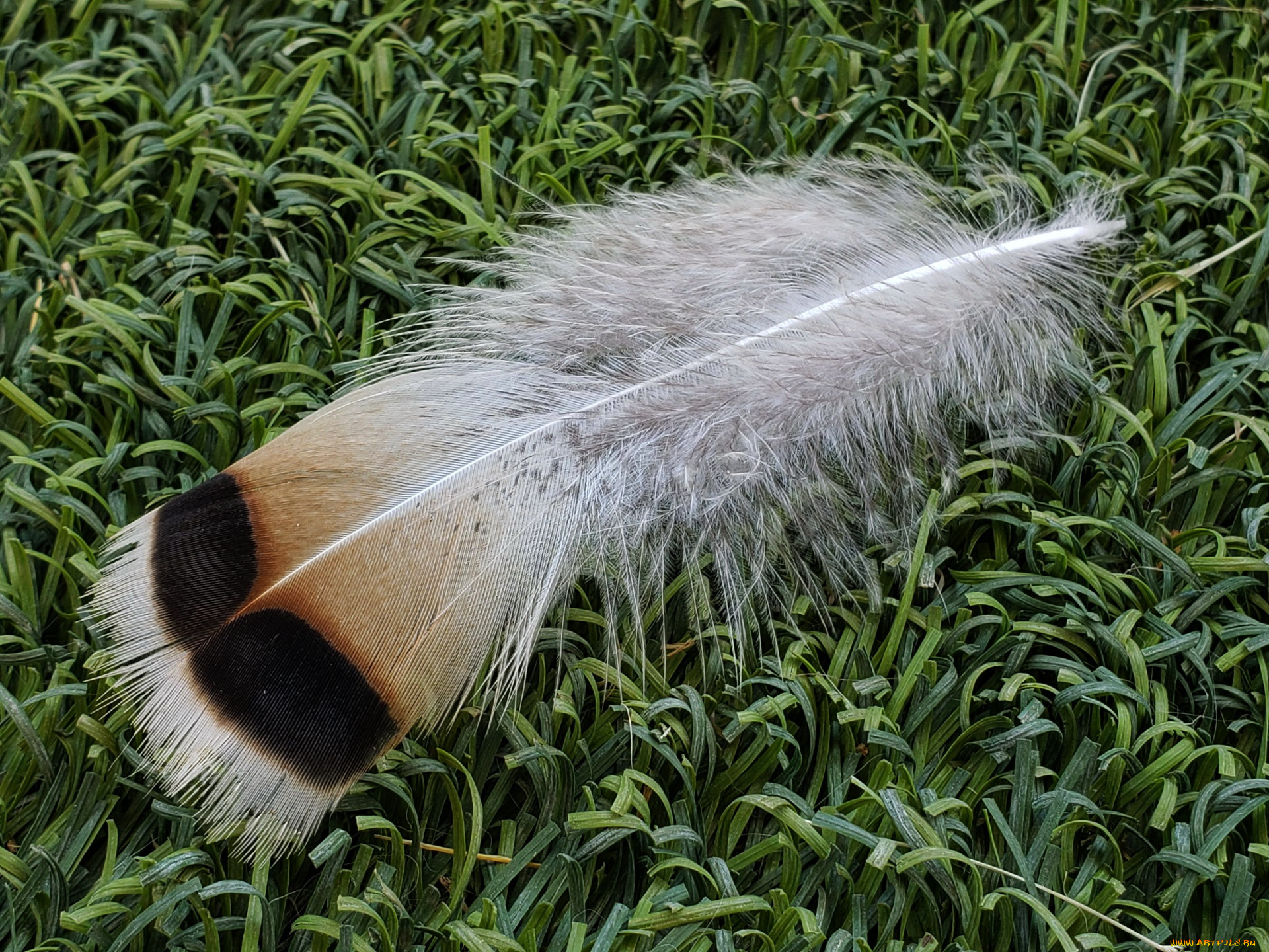 разное, перья, перо