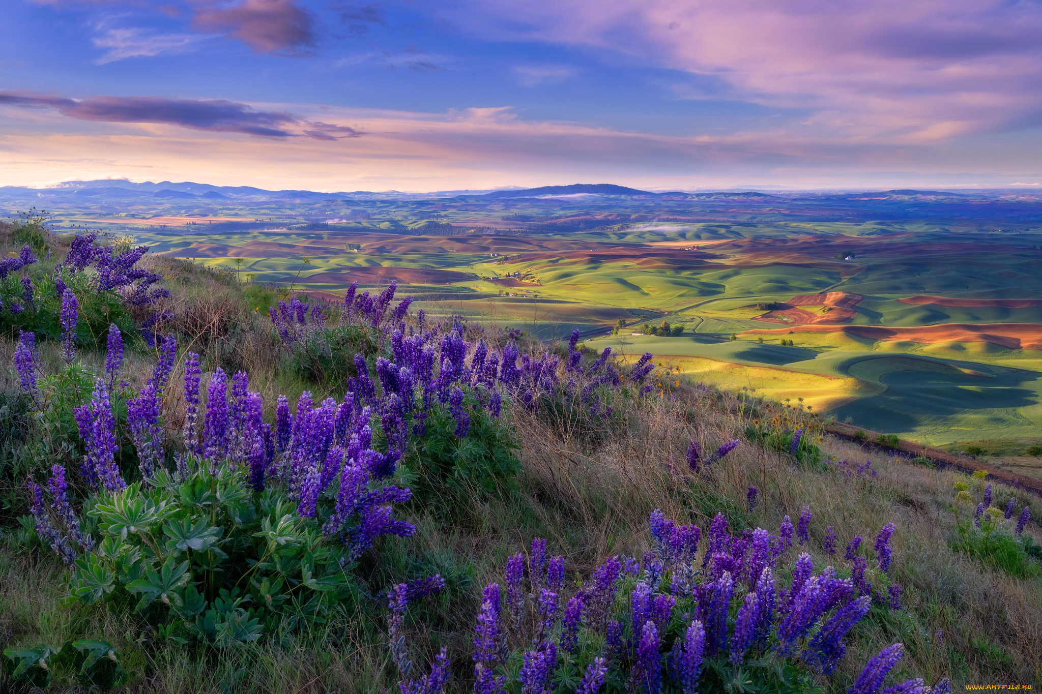 природа, луга, простор