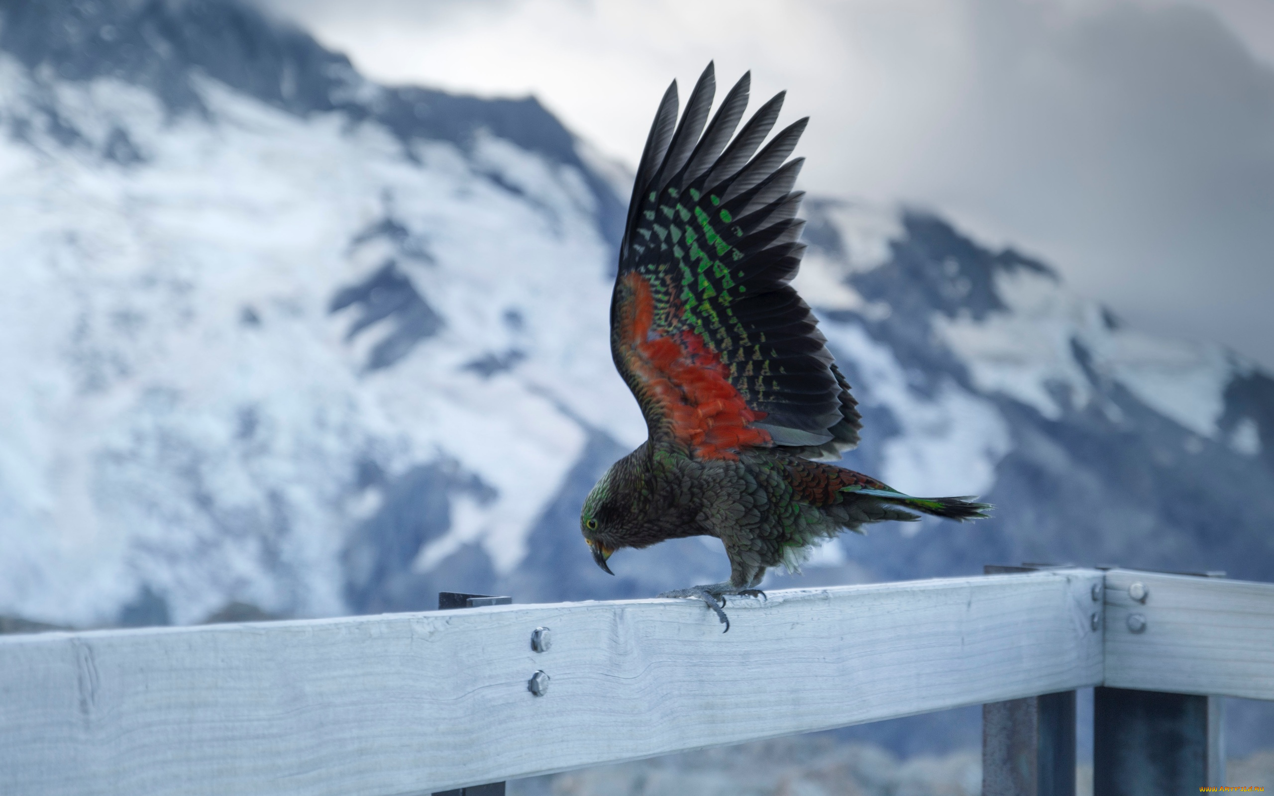 животные, попугаи, попугай