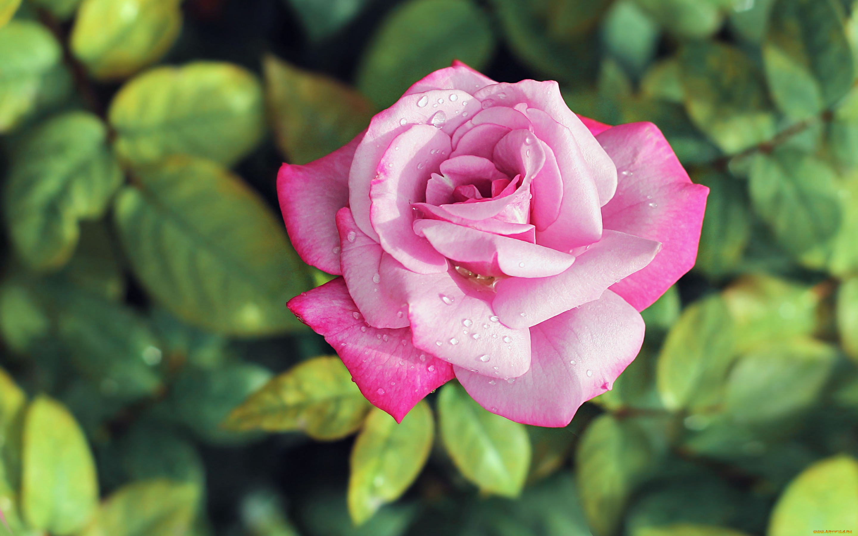 цветы, розы, капли