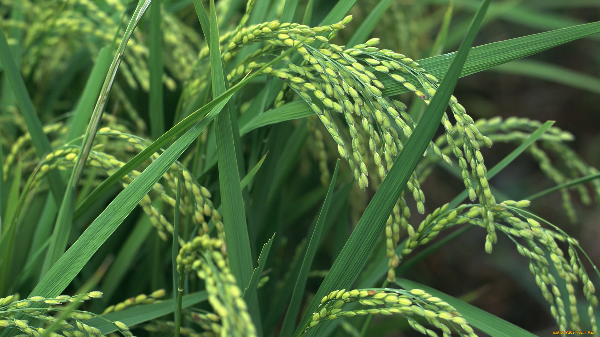 природа, поля, поле, рис