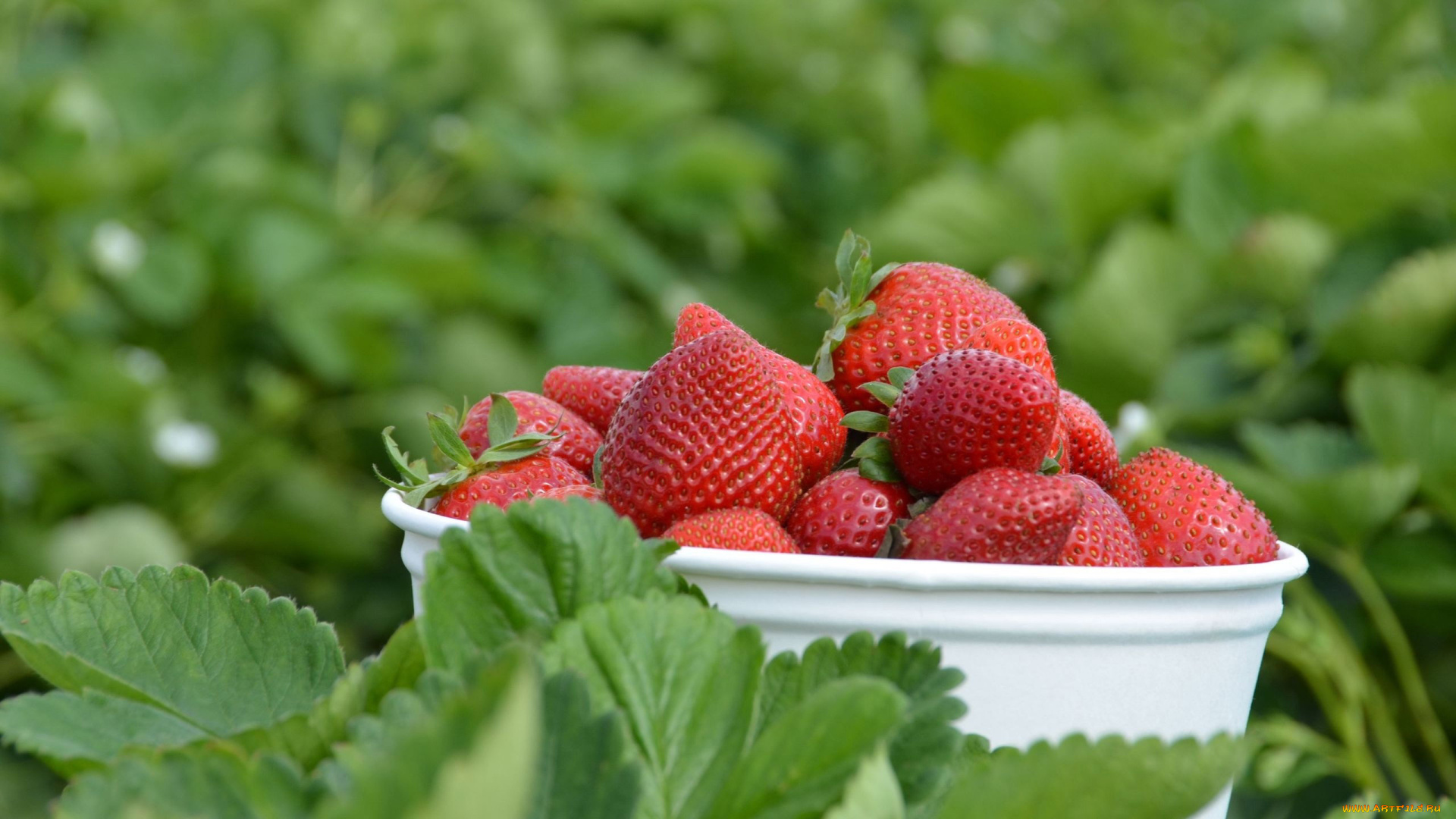 еда, клубника, , земляника, крупная, спелая