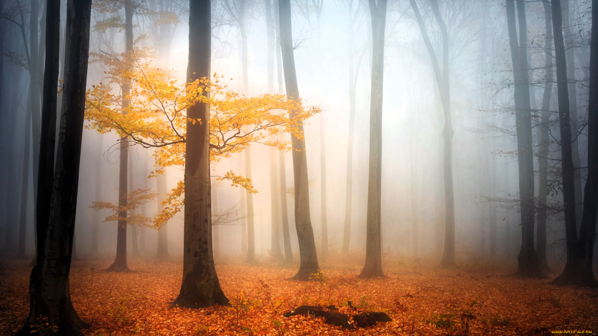 природа, лес, деревья, туман, осень, листья