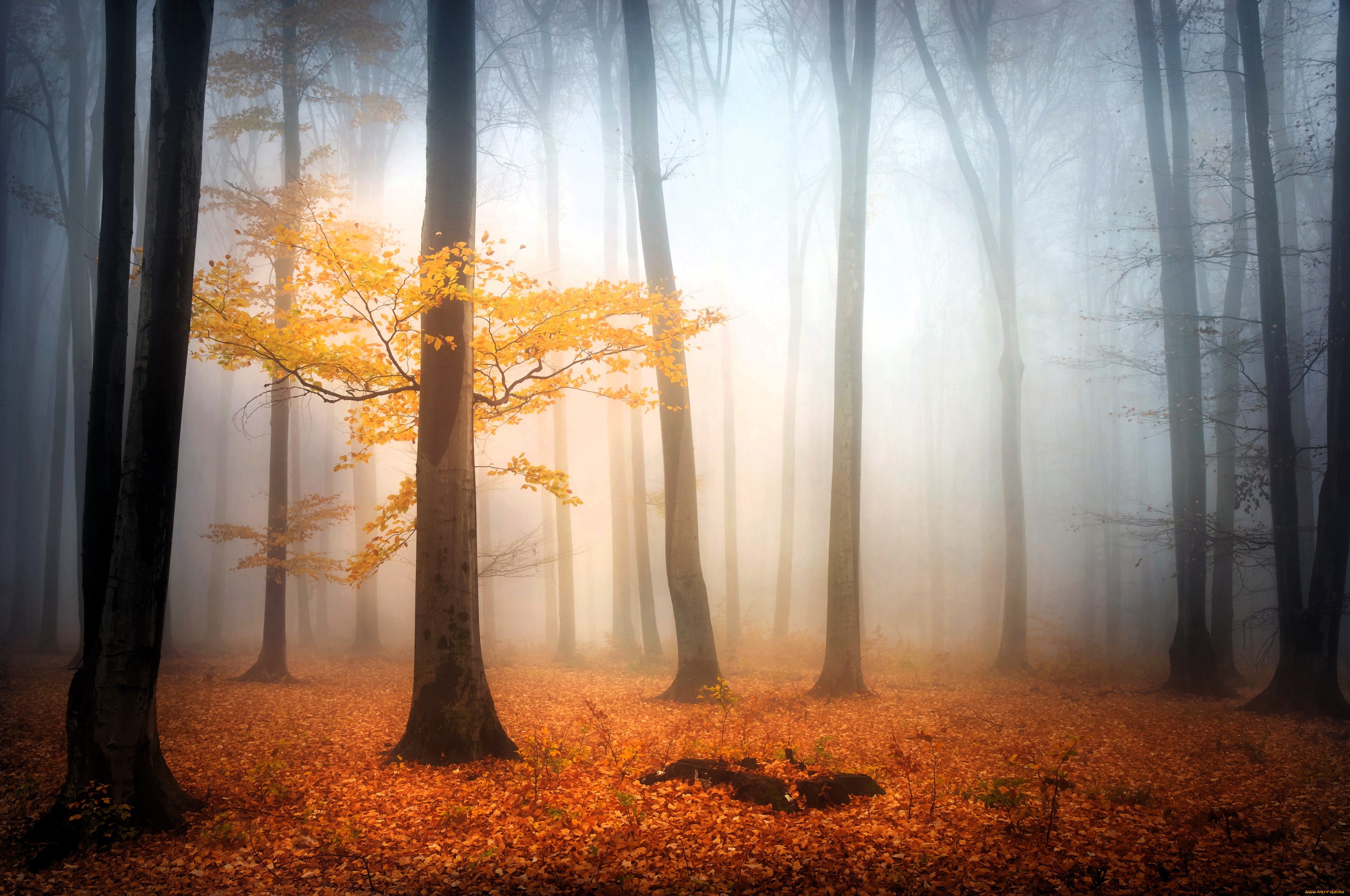 природа, лес, деревья, туман, осень, листья