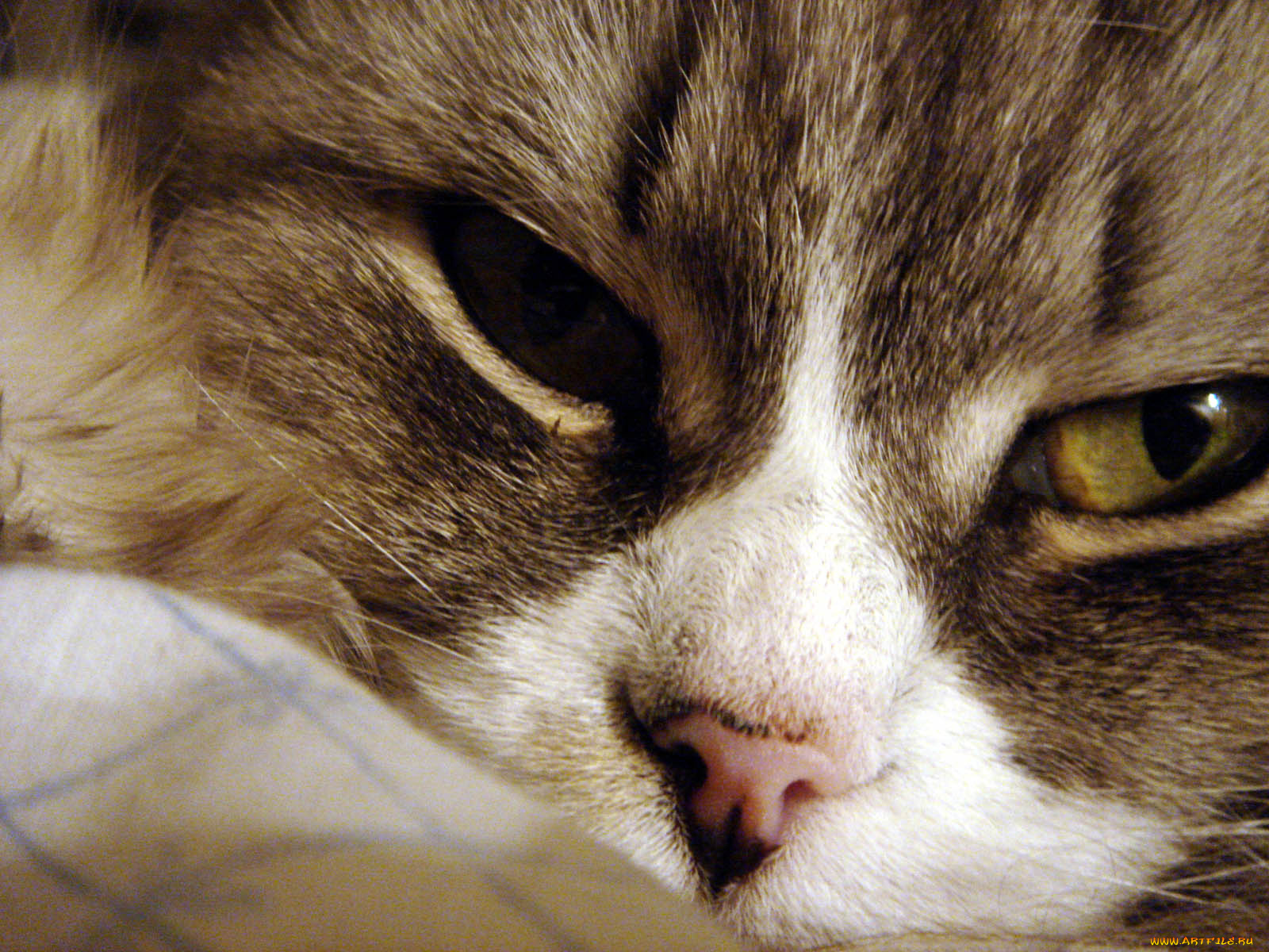 животные, коты