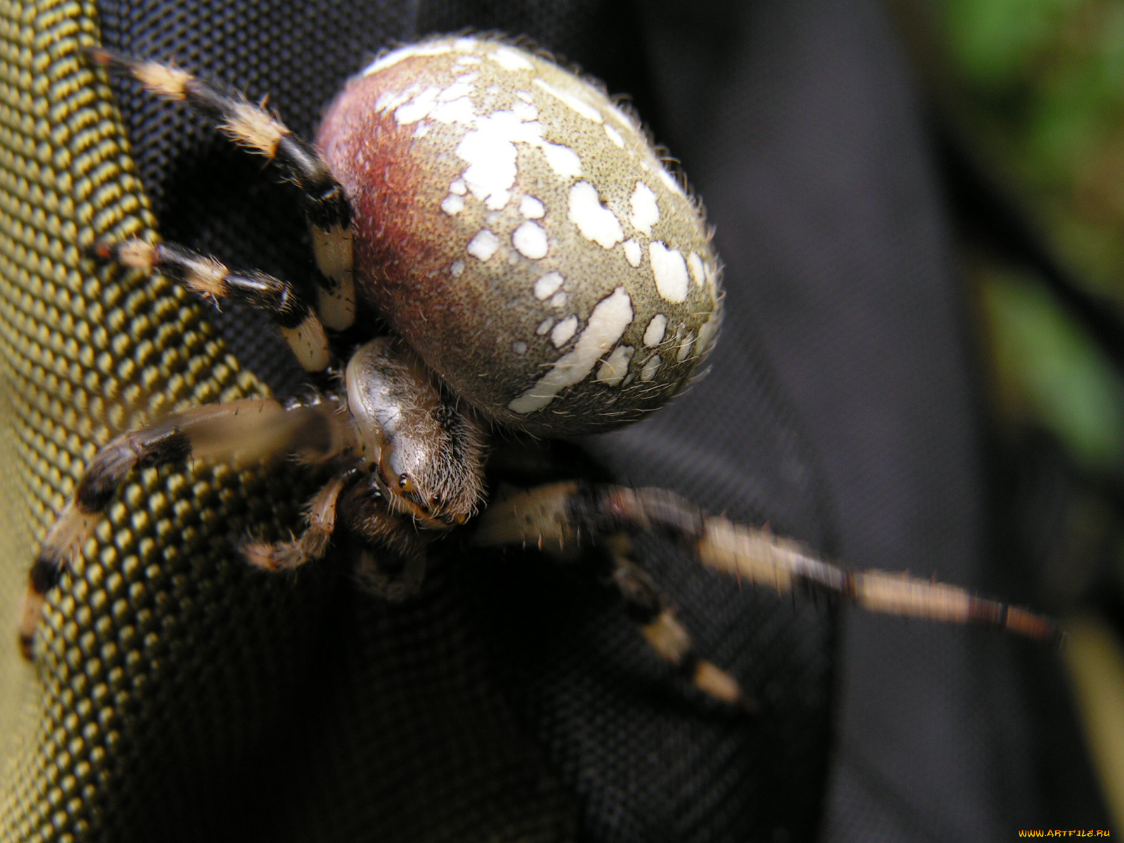 животные, пауки