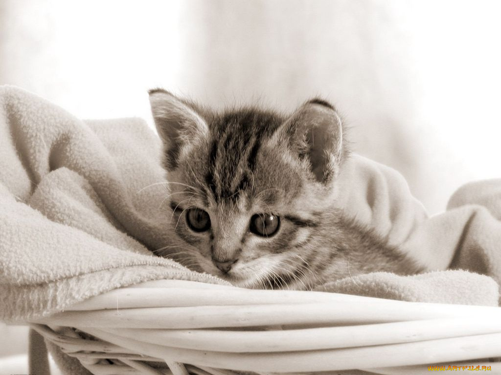 животные, коты