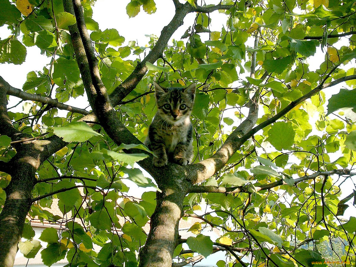 животные, коты