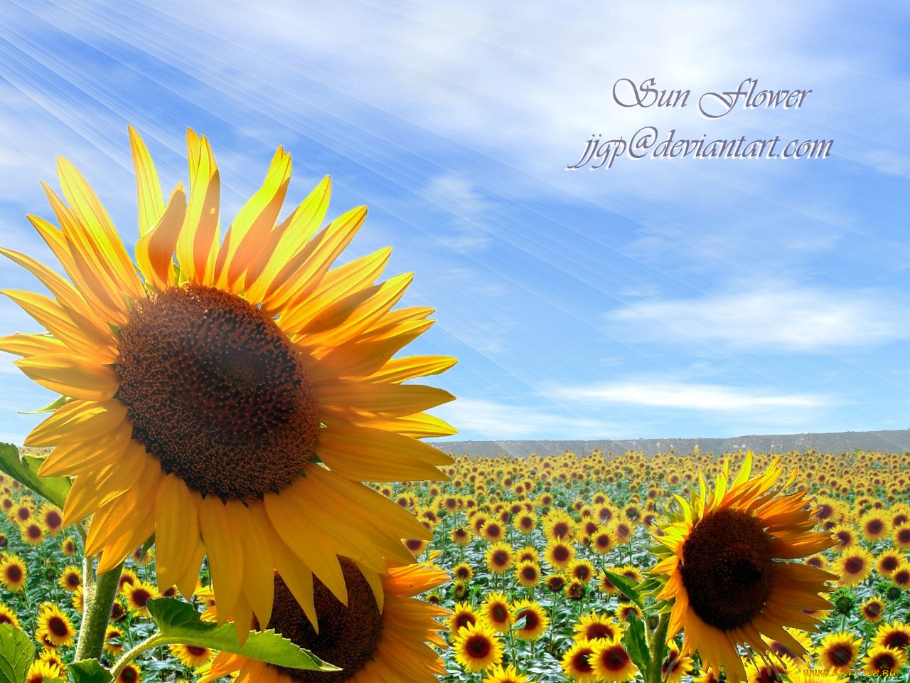 цветы, подсолнухи