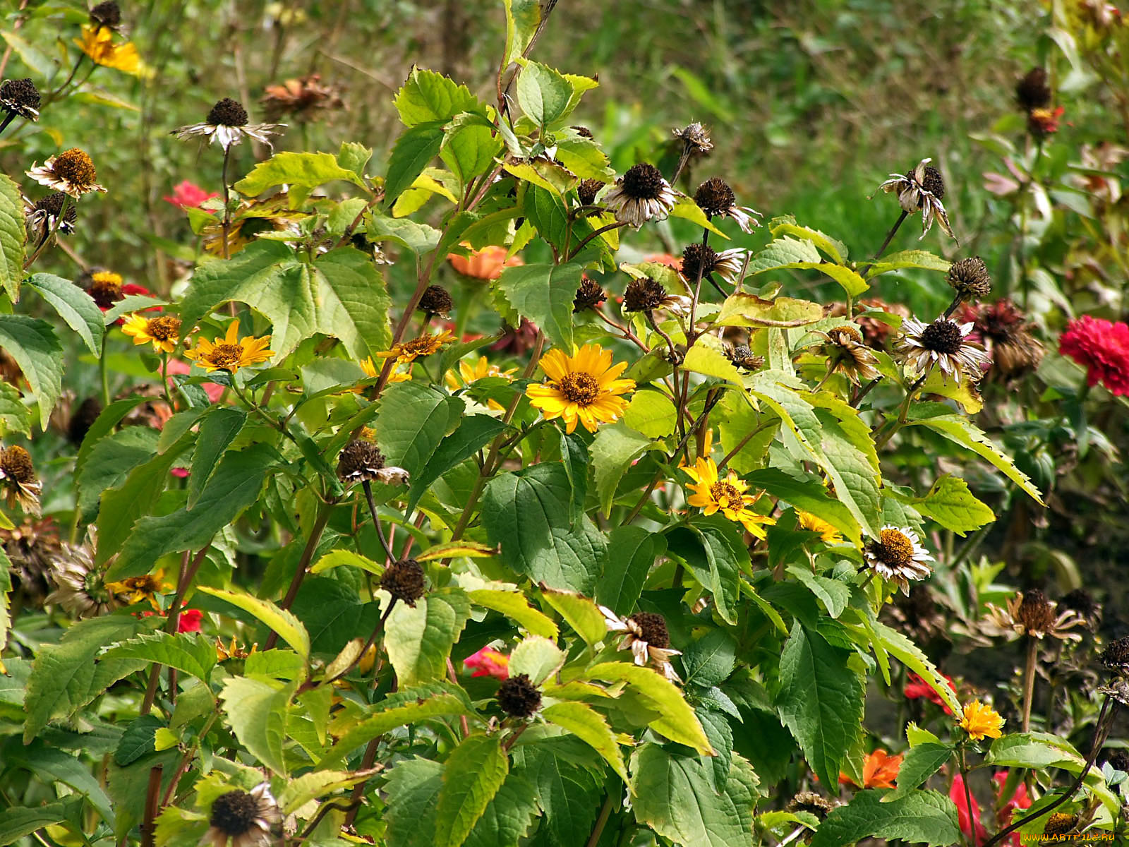 цветы, рудбекия