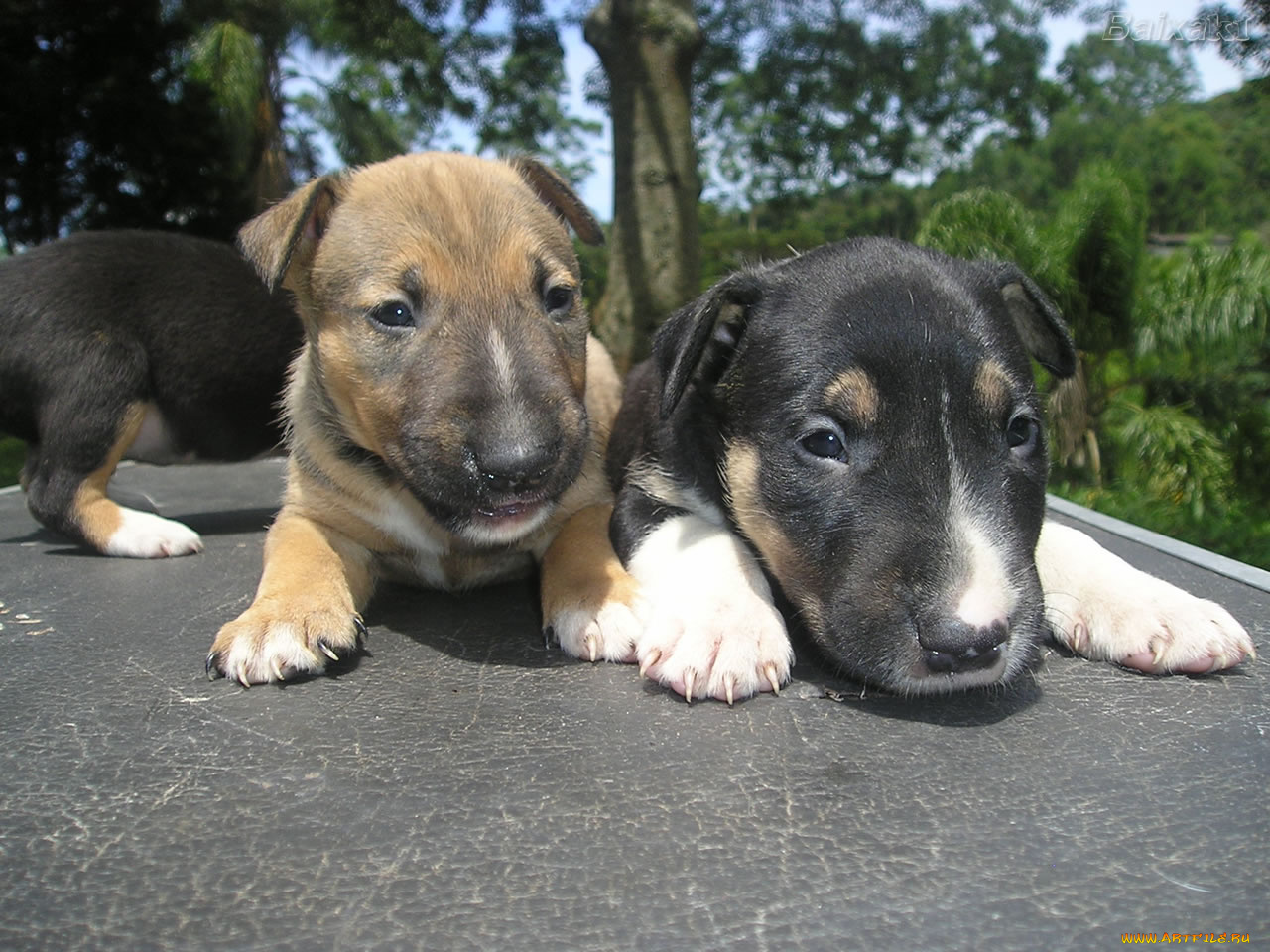 животные, собаки