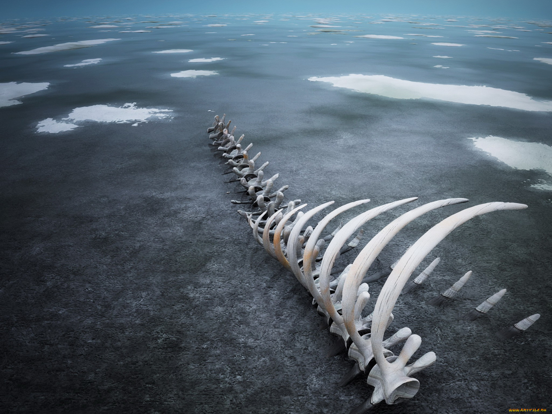 разное, кости, рентген