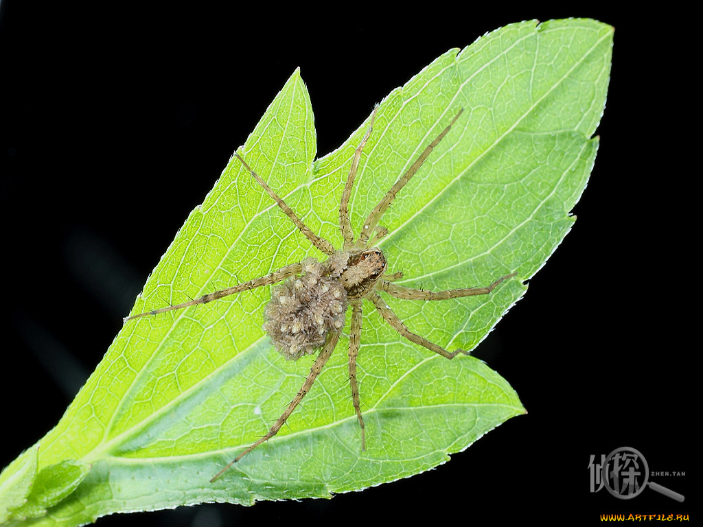 животные, пауки