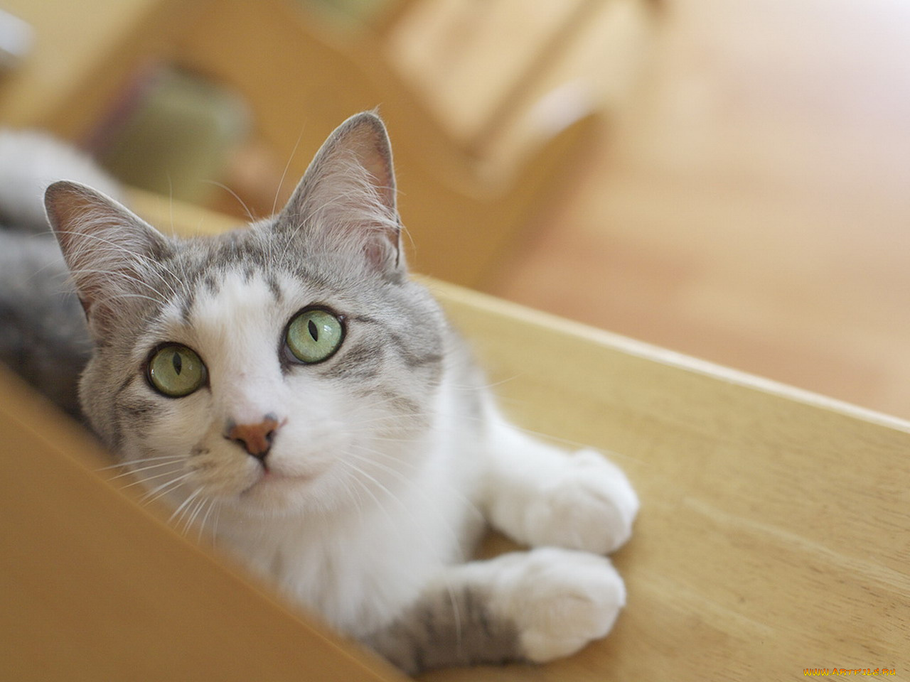 животные, коты