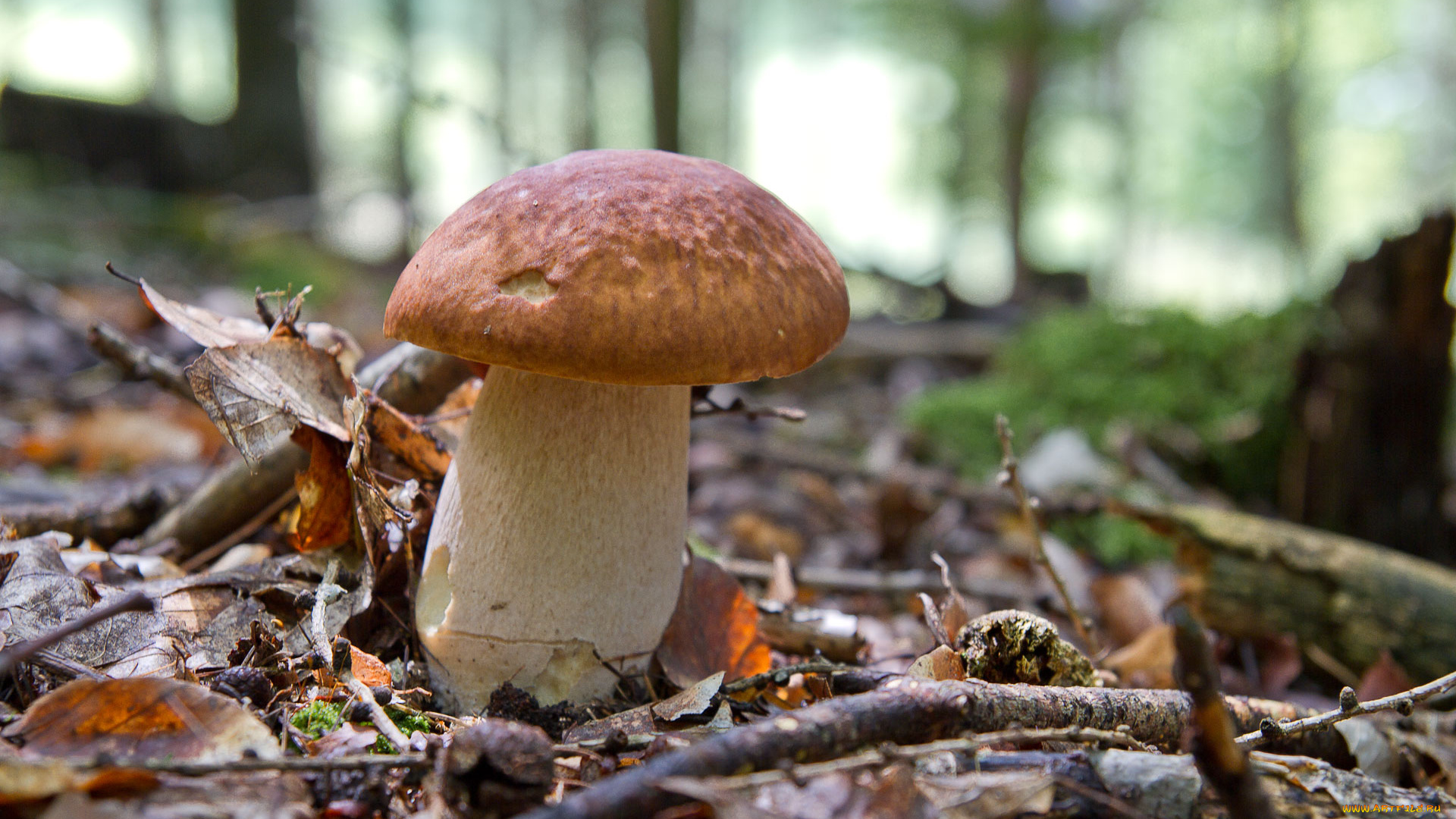 природа, грибы