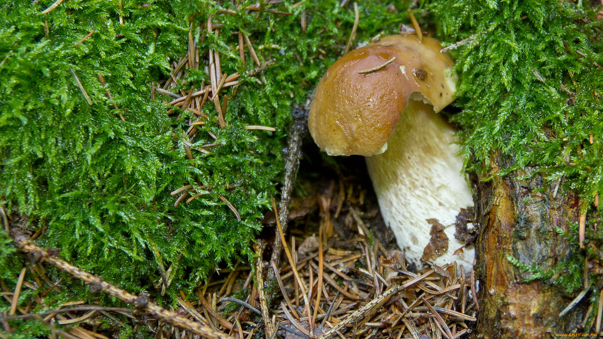 природа, грибы