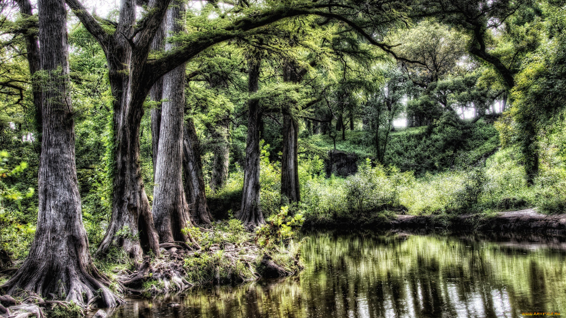 природа, лес