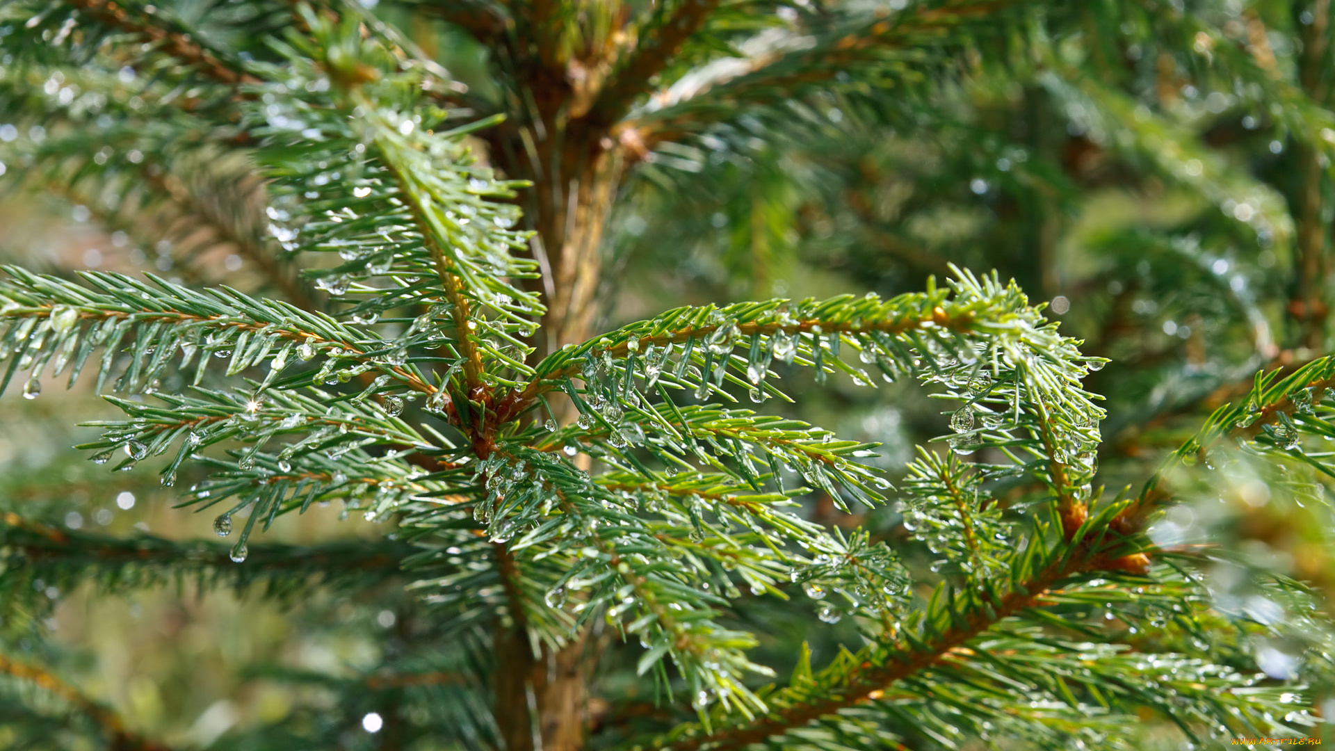 природа, листья