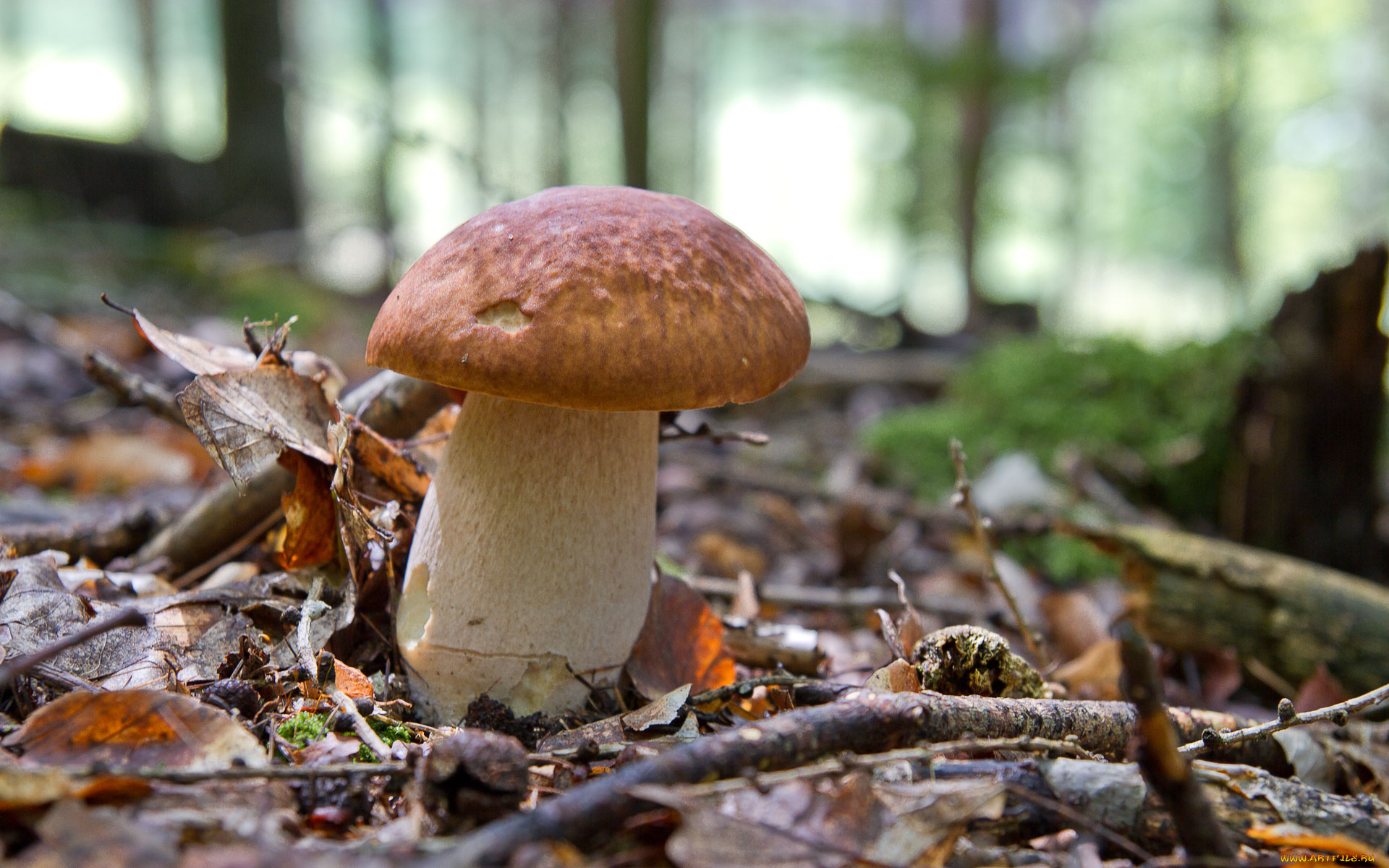 природа, грибы