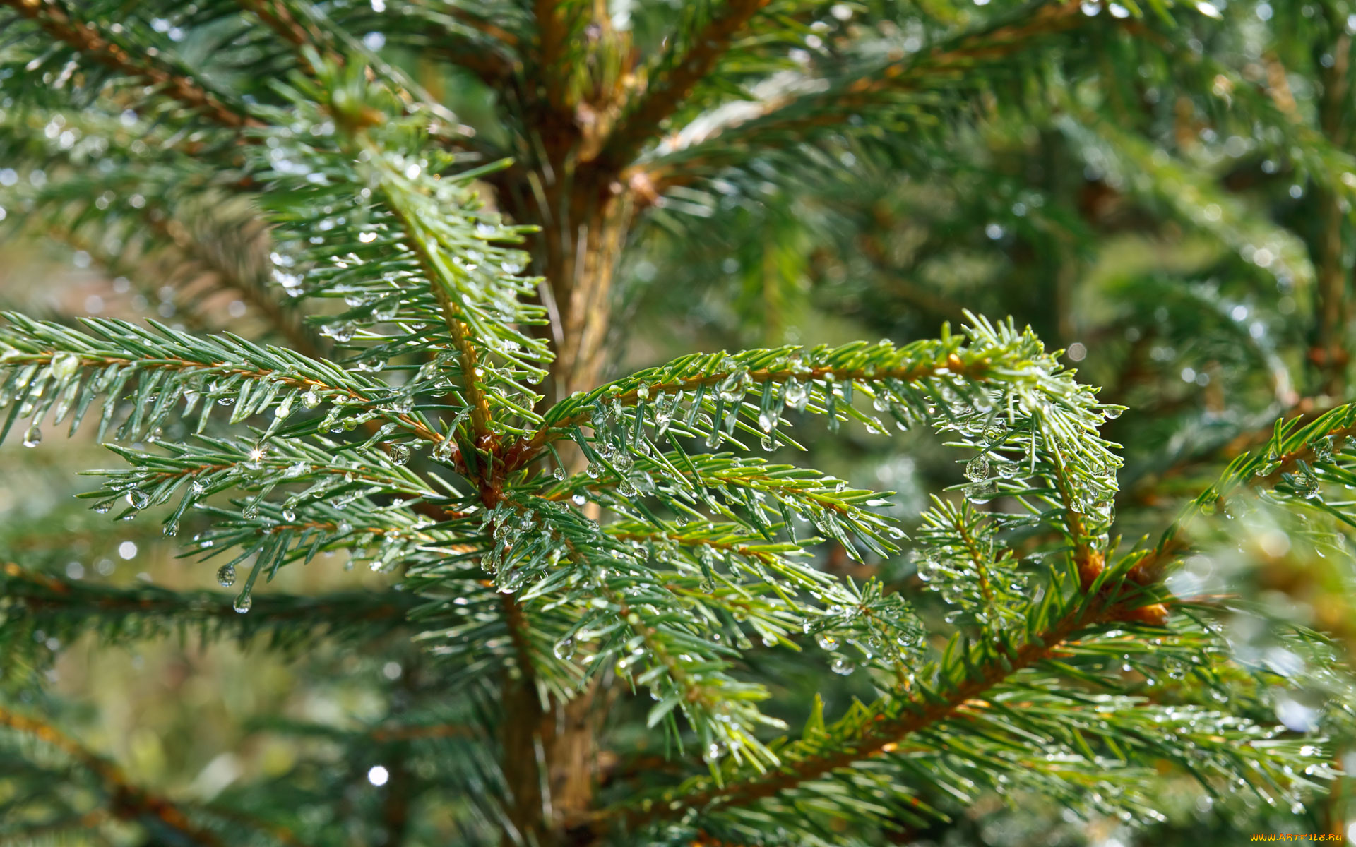 природа, листья