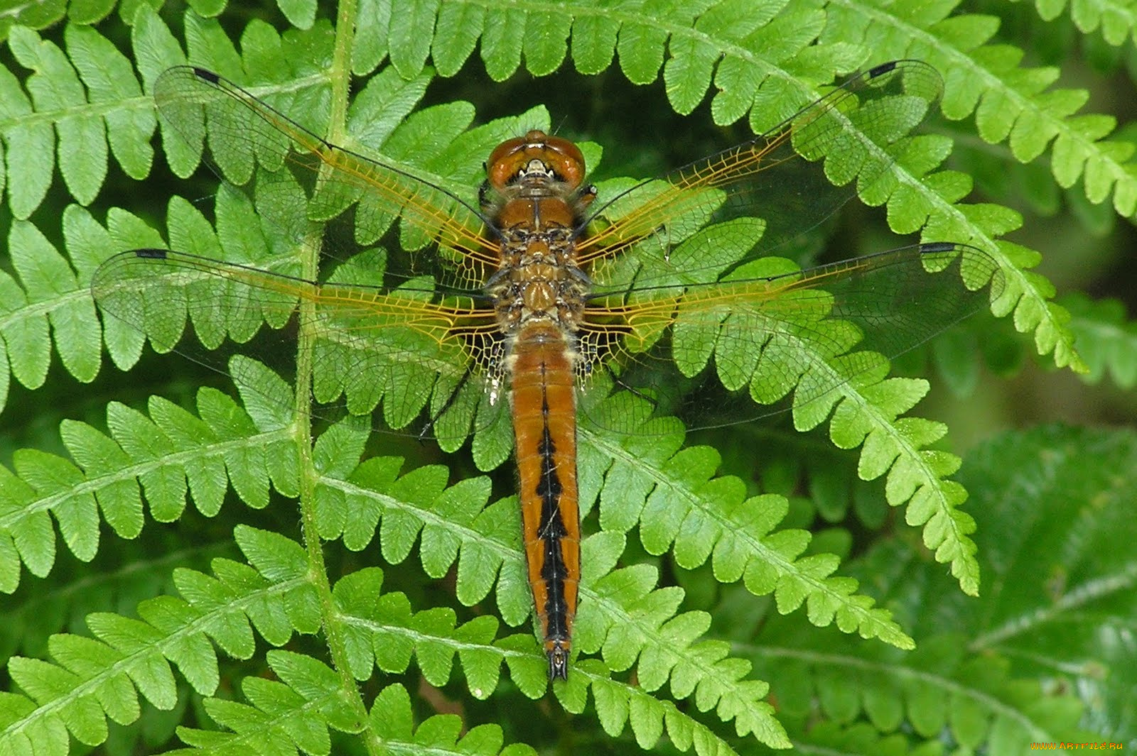 животные, стрекозы, папоротник, стрекоза