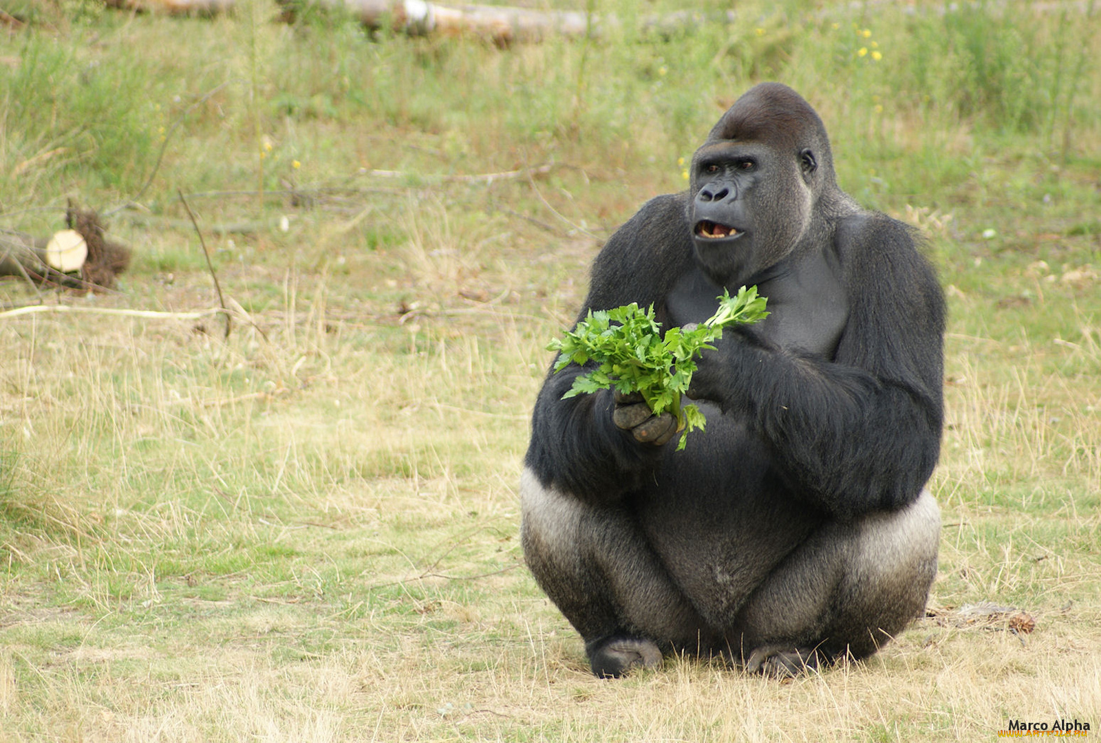 животные, обезьяны, горила