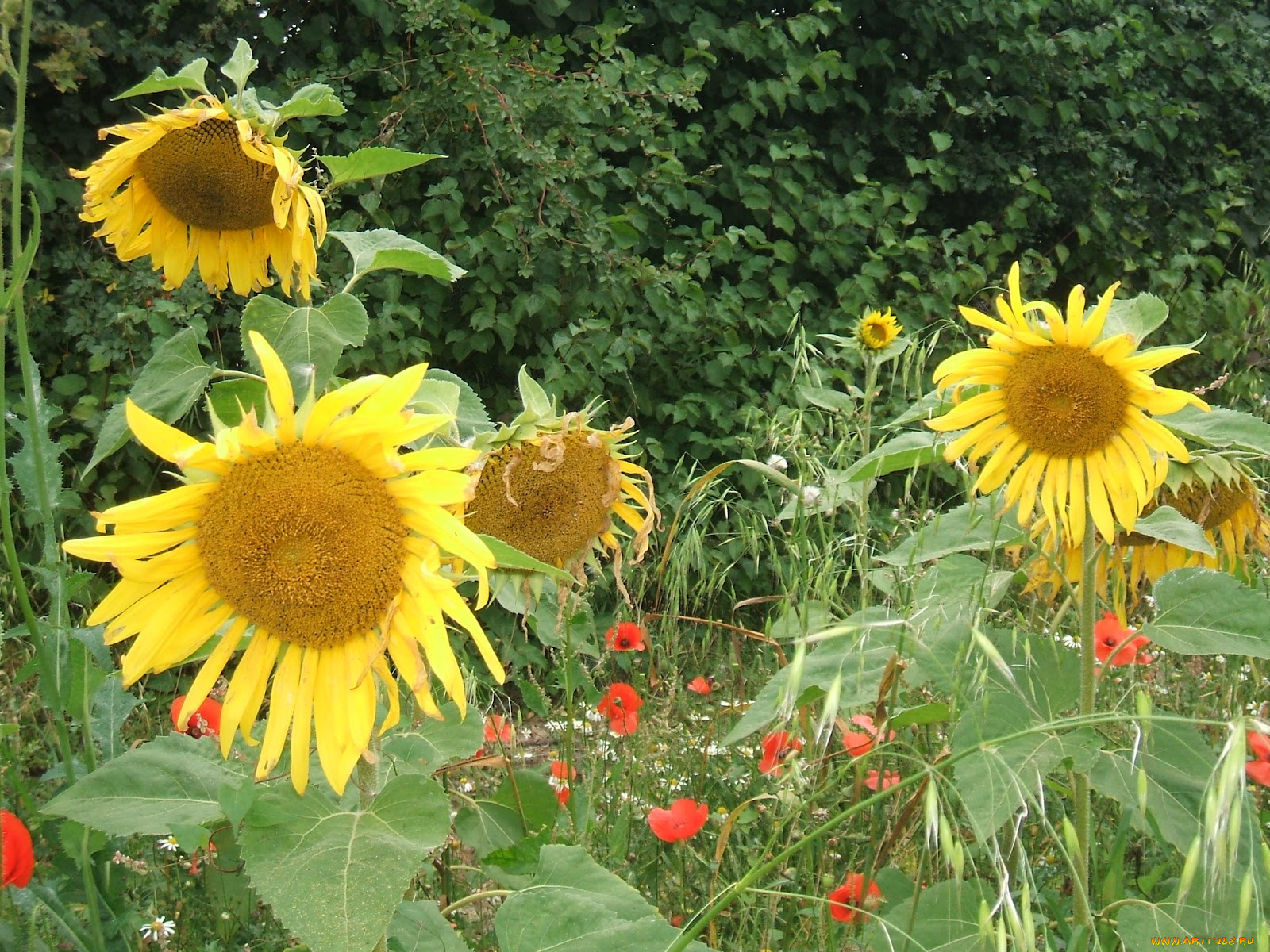 цветы, подсолнухи