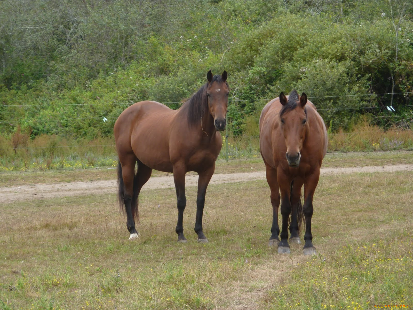 животные, лошади, луг